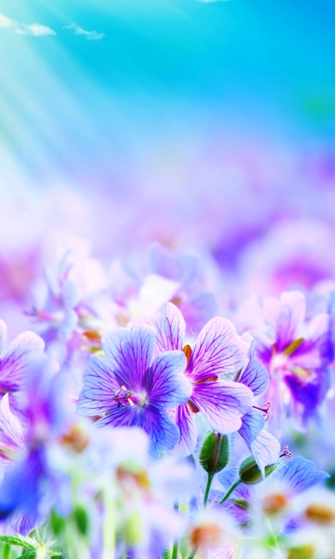 Download mobile wallpaper Flowers, Flower, Earth for free.