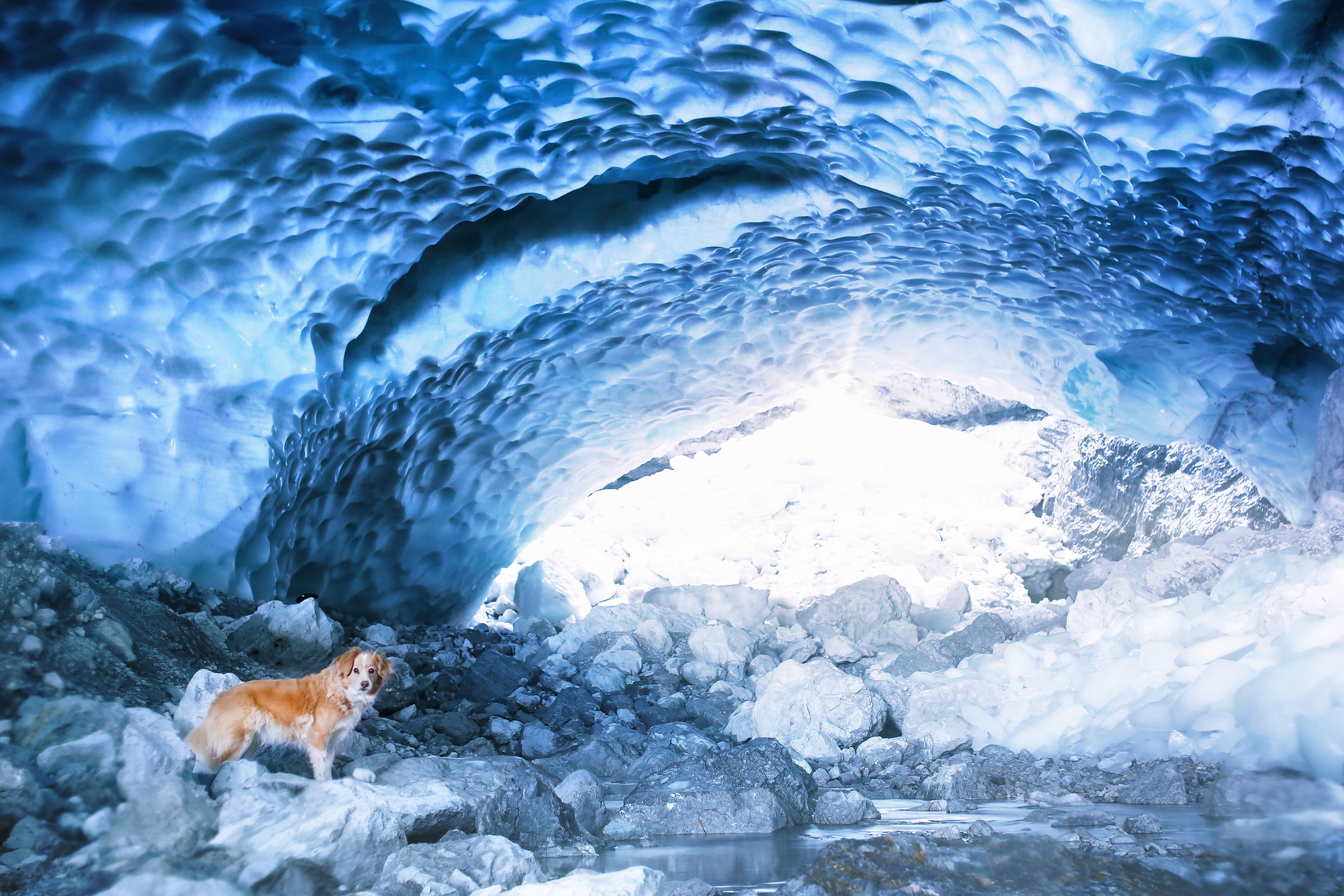 Free download wallpaper Dogs, Ice, Dog, Animal, Cave on your PC desktop