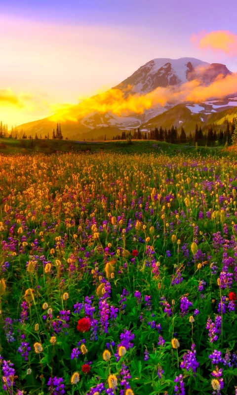 Download mobile wallpaper Landscape, Sunset, Mountain, Flower, Earth, Field, Spring, Meadow, Wildflower for free.
