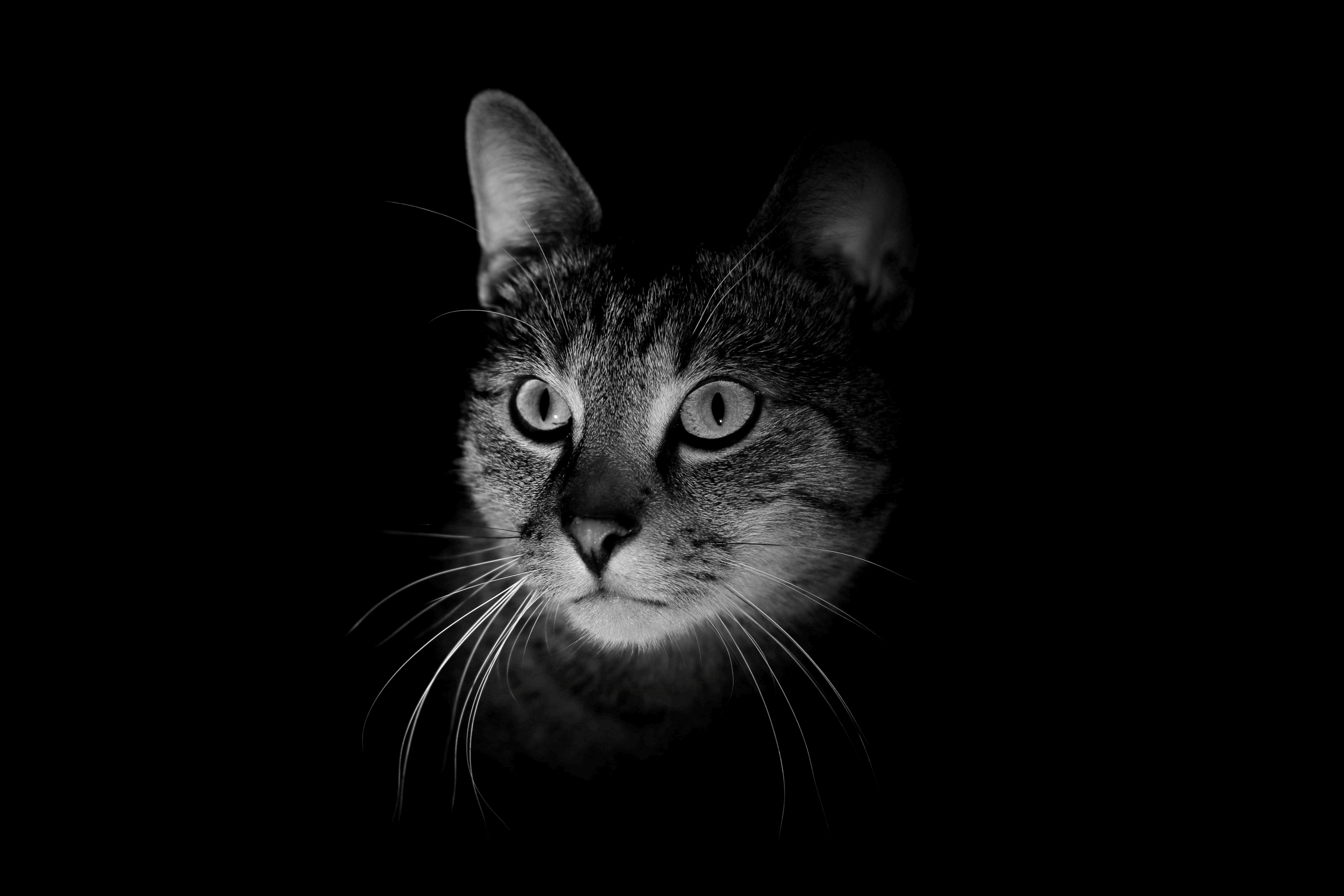 Download mobile wallpaper Chb, Muzzle, Animals, Cat, Bw, Darkness for free.