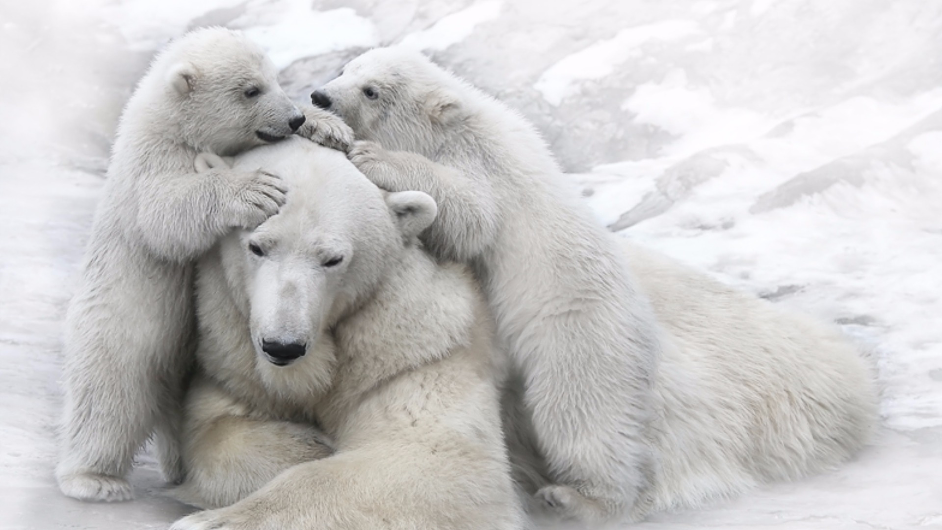 Free download wallpaper Bears, Bear, Animal, Polar Bear, Cub on your PC desktop