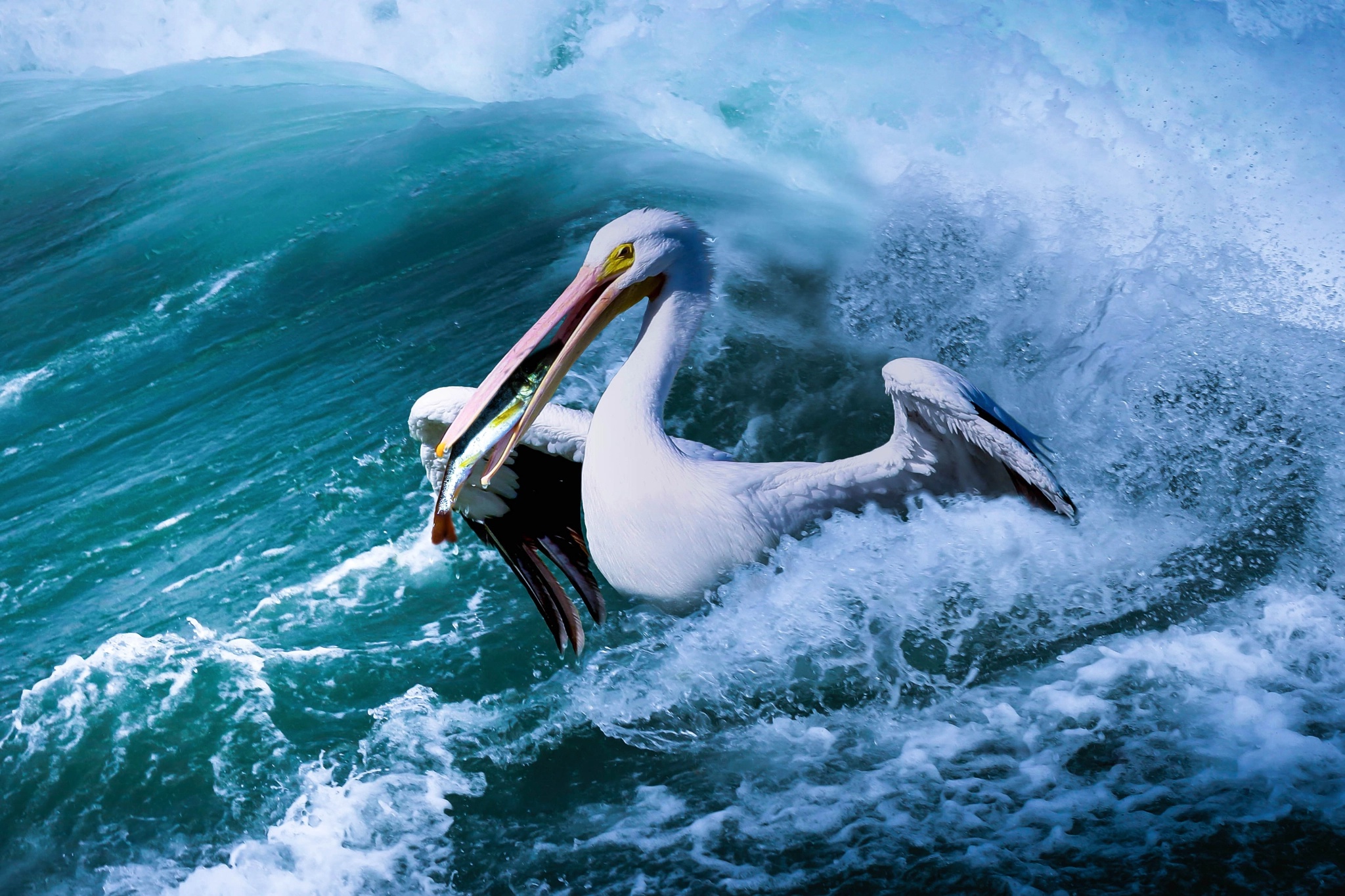 Laden Sie das Tiere, Vögel, Vogel, Pelikan-Bild kostenlos auf Ihren PC-Desktop herunter