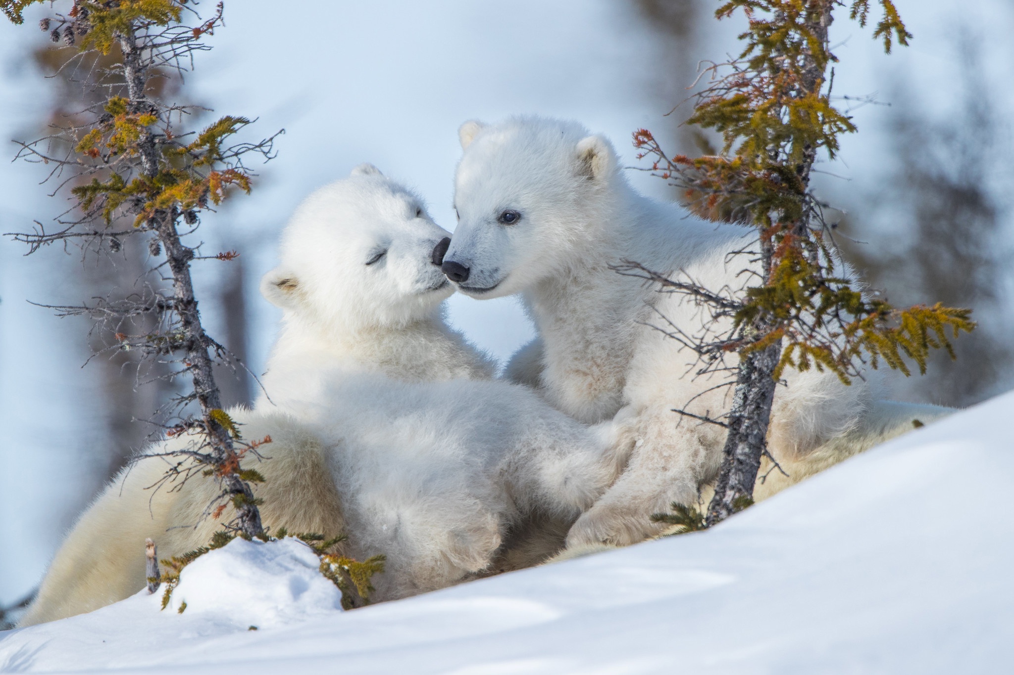 Download mobile wallpaper Snow, Bears, Bear, Animal, Polar Bear, Baby Animal, Cub for free.
