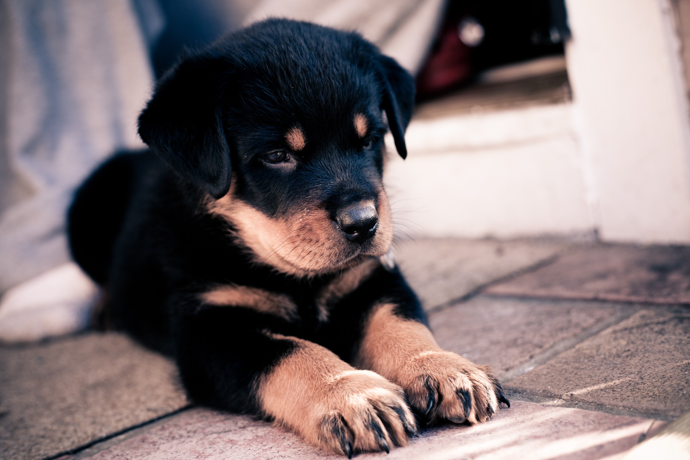 muzzle, animals, dog, puppy, paws, rottweiler lock screen backgrounds