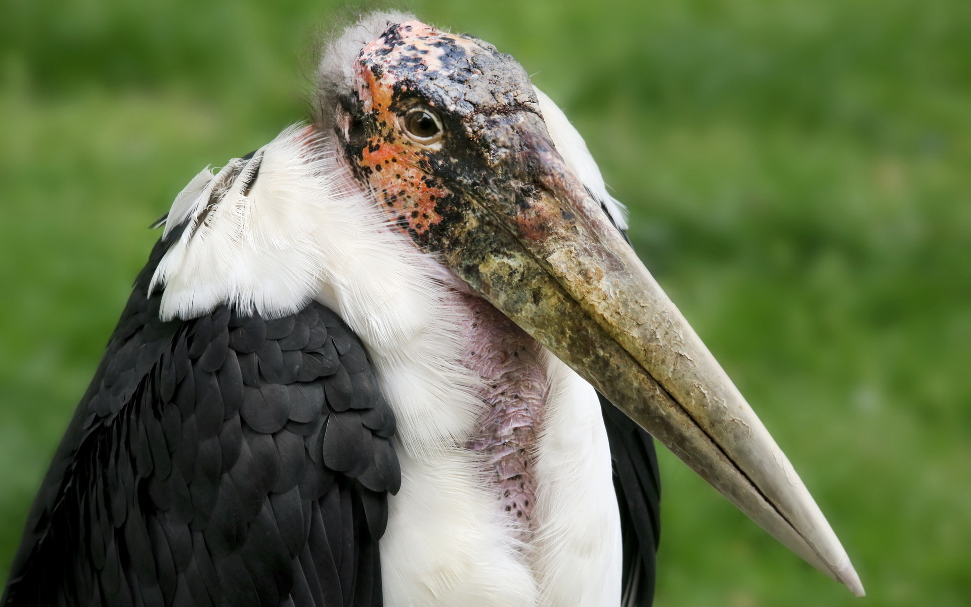 Baixar papel de parede para celular de Animais, Aves, Pássaro gratuito.