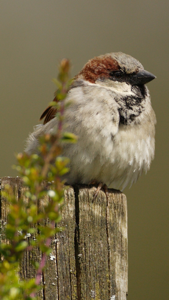 Descarga gratuita de fondo de pantalla para móvil de Animales, Aves, Ave.