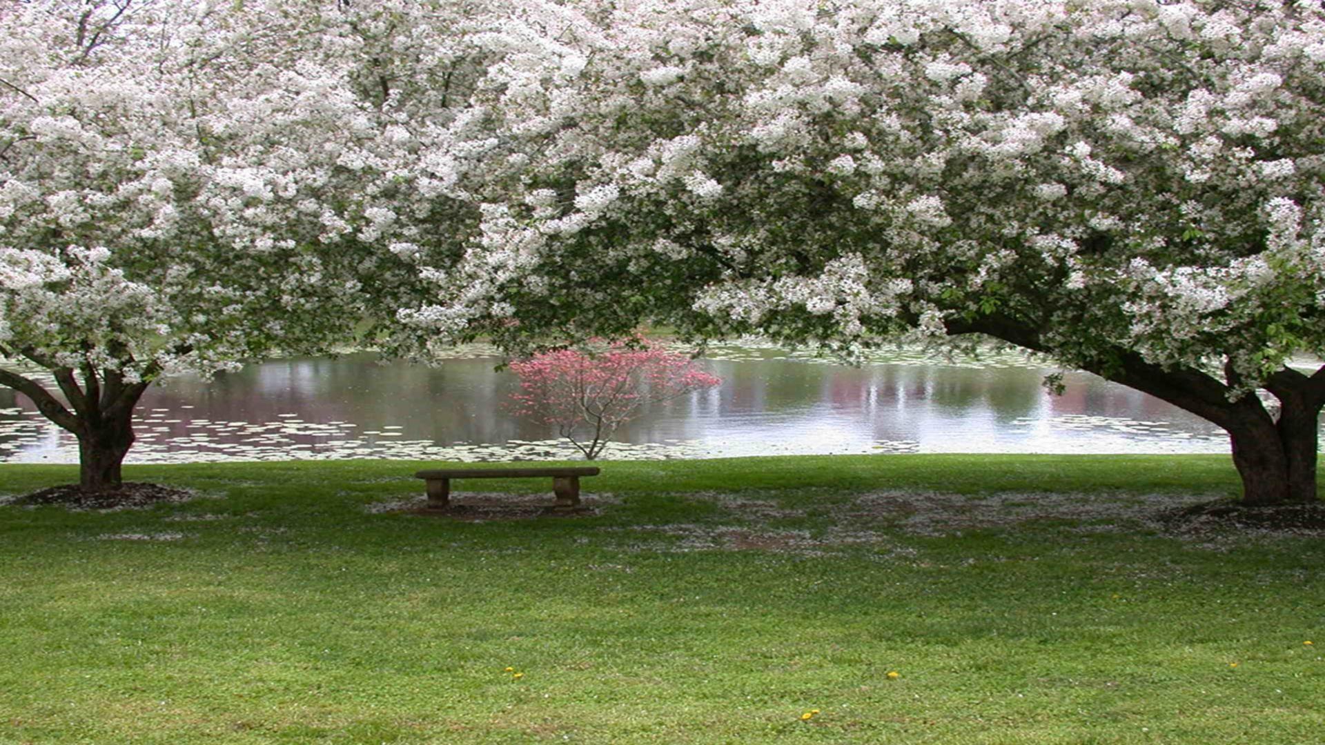 PCデスクトップに木, 花, 公園, ベンチ, 写真撮影画像を無料でダウンロード