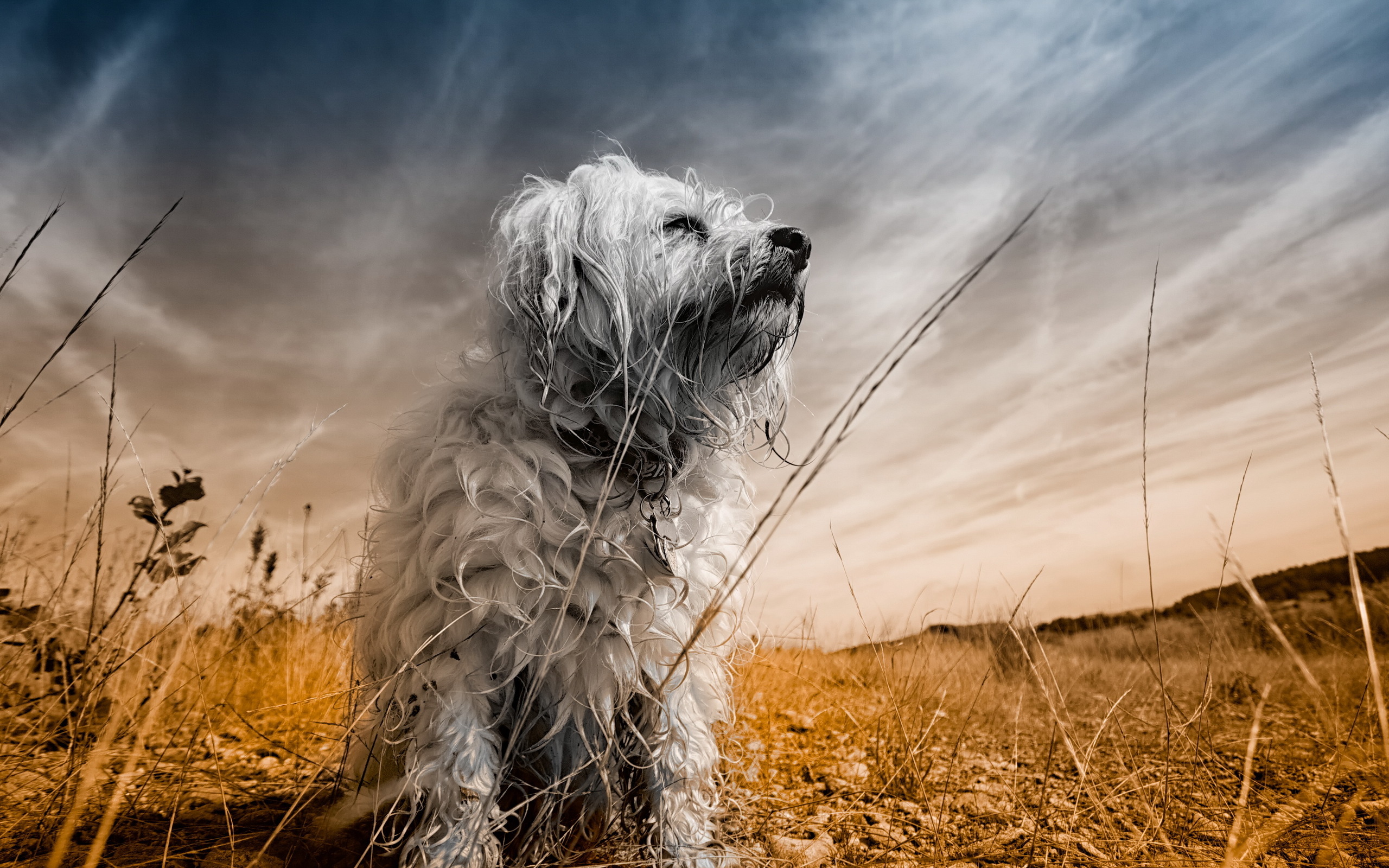 Handy-Wallpaper Tiere, Hunde, Hund kostenlos herunterladen.