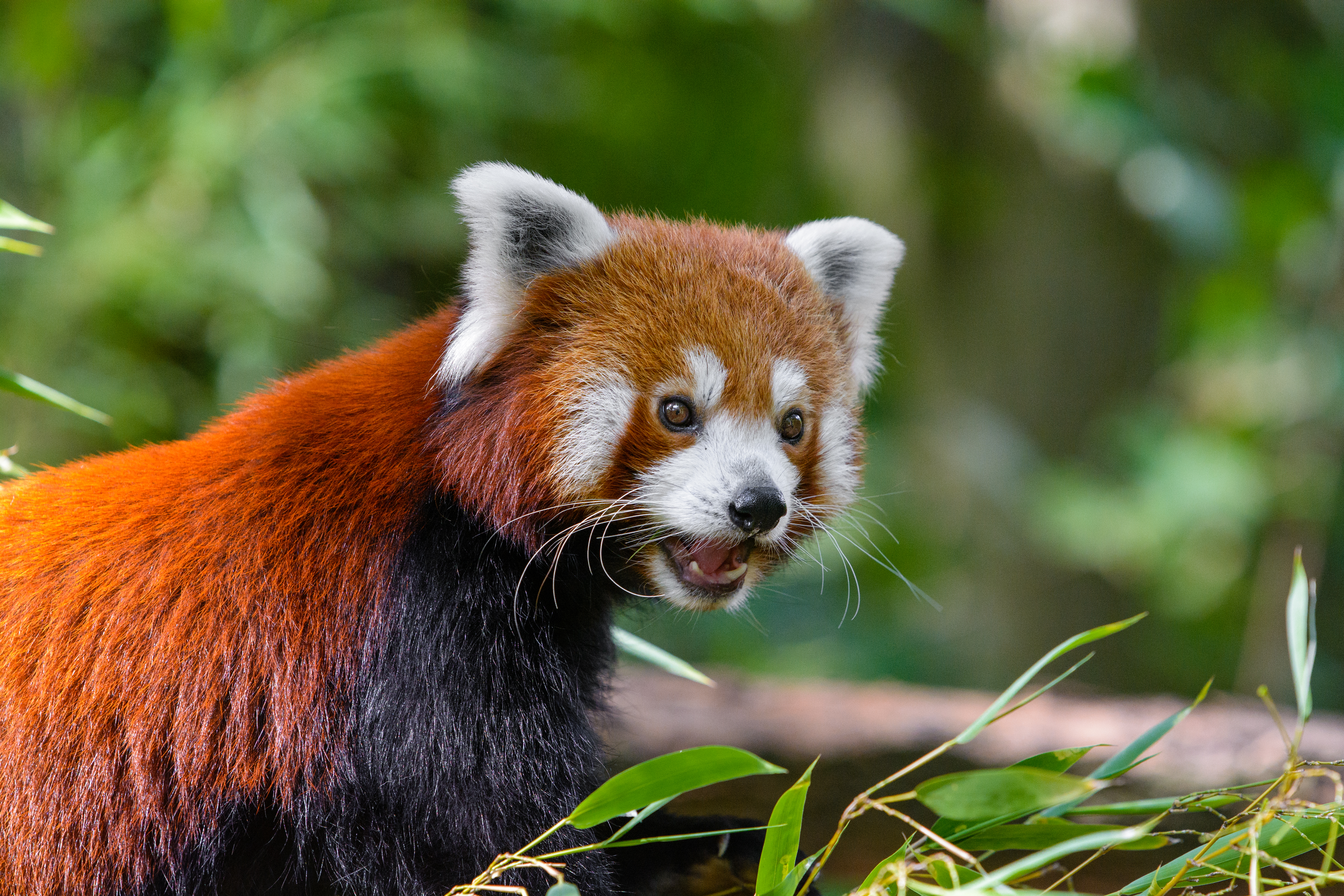 156855 descargar fondo de pantalla panda rojo, animales, panda, sorpresa, asombro, pequeño panda, panda pequeño, panda ardiente: protectores de pantalla e imágenes gratis