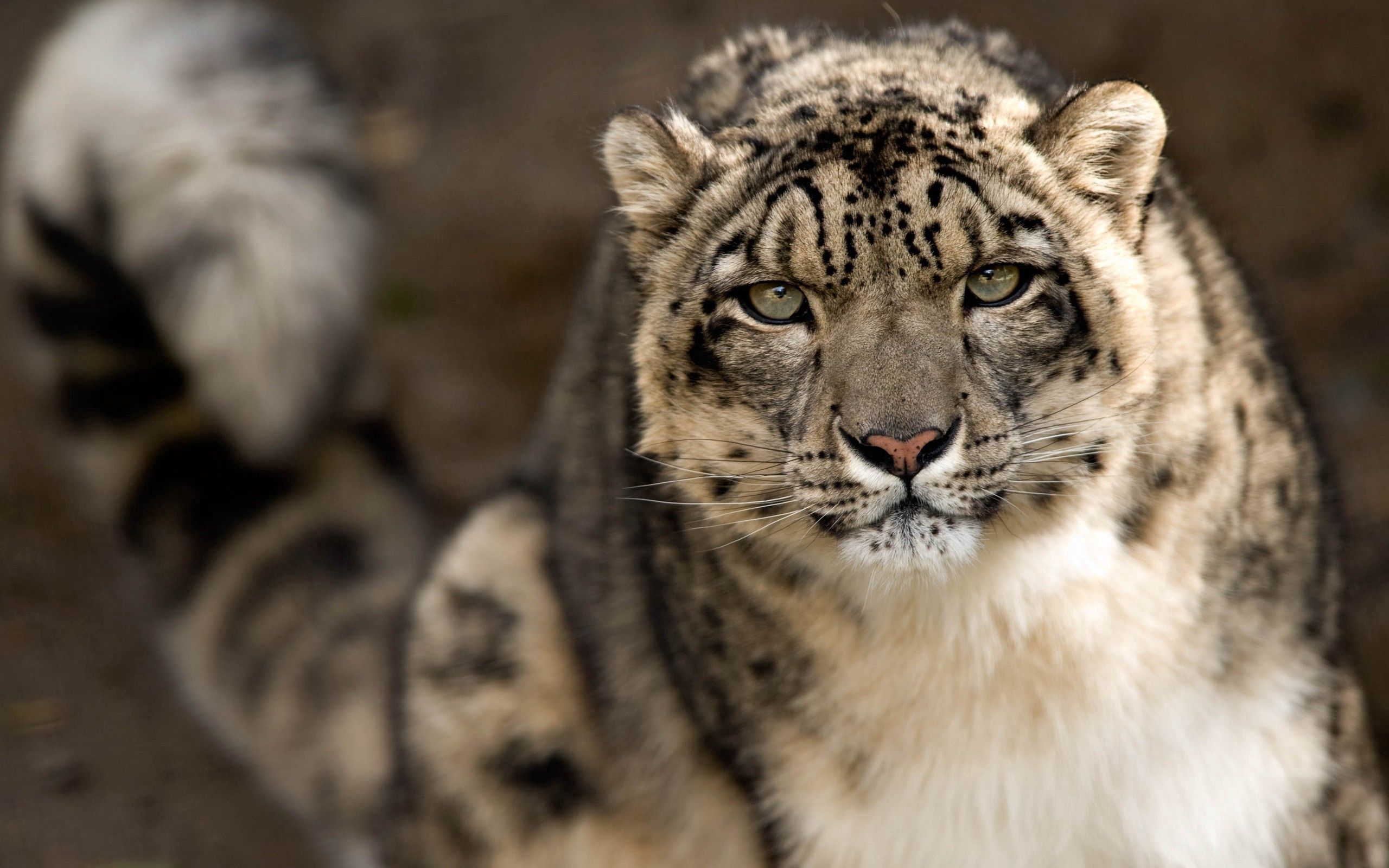 136815 télécharger l'image snow leopard, animaux, museau, muselière, à pois, boutonneux, gros chat, fauve - fonds d'écran et économiseurs d'écran gratuits