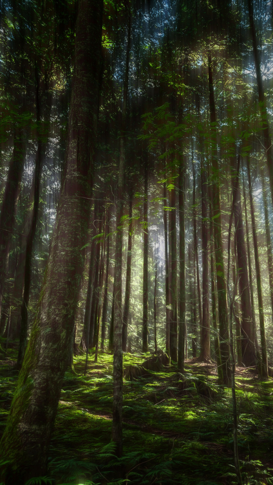 Descarga gratuita de fondo de pantalla para móvil de Naturaleza, Bosque, Árbol, Soleado, Tierra/naturaleza.