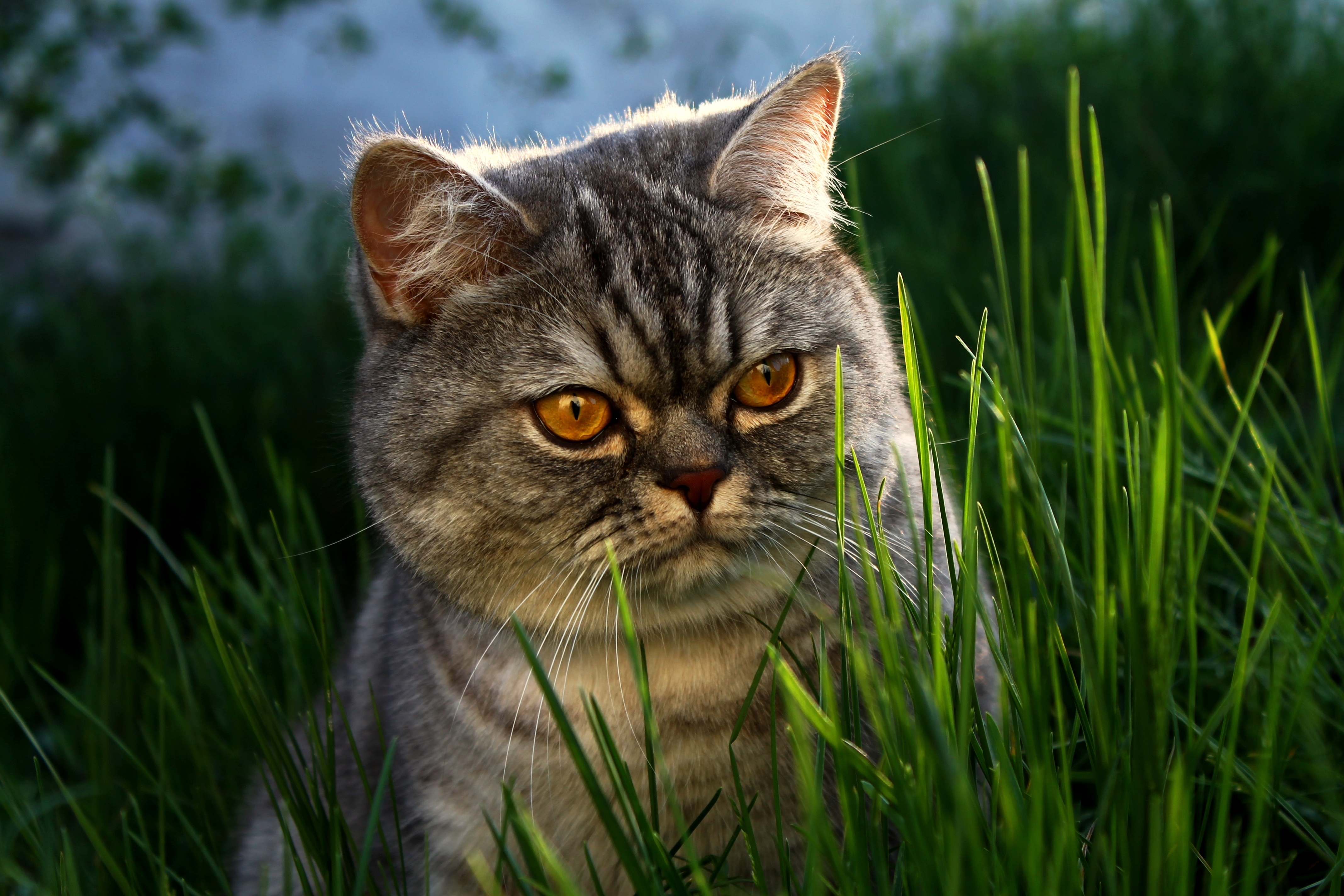 animals, grass, cat, muzzle, fat, thick iphone wallpaper