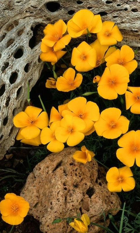 Descarga gratuita de fondo de pantalla para móvil de Flores, Flor, Árbol, Tierra, Flor Amarilla, Tierra/naturaleza.