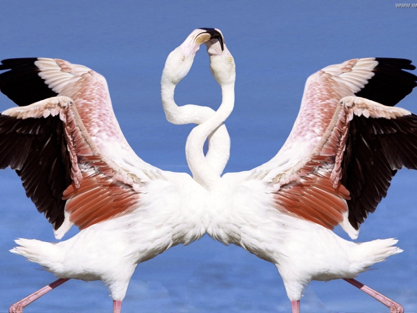 Téléchargez des papiers peints mobile Animaux, Flamingo, Oiseaux gratuitement.