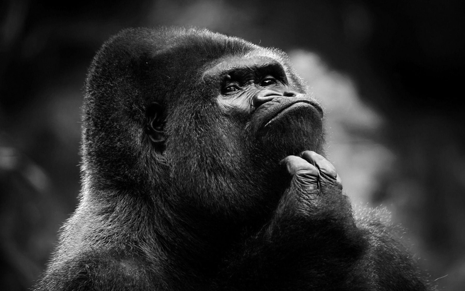 136434 télécharger le fond d'écran chimpanzé, un singe, noir, sombre, museau, muselière, singe - économiseurs d'écran et images gratuitement