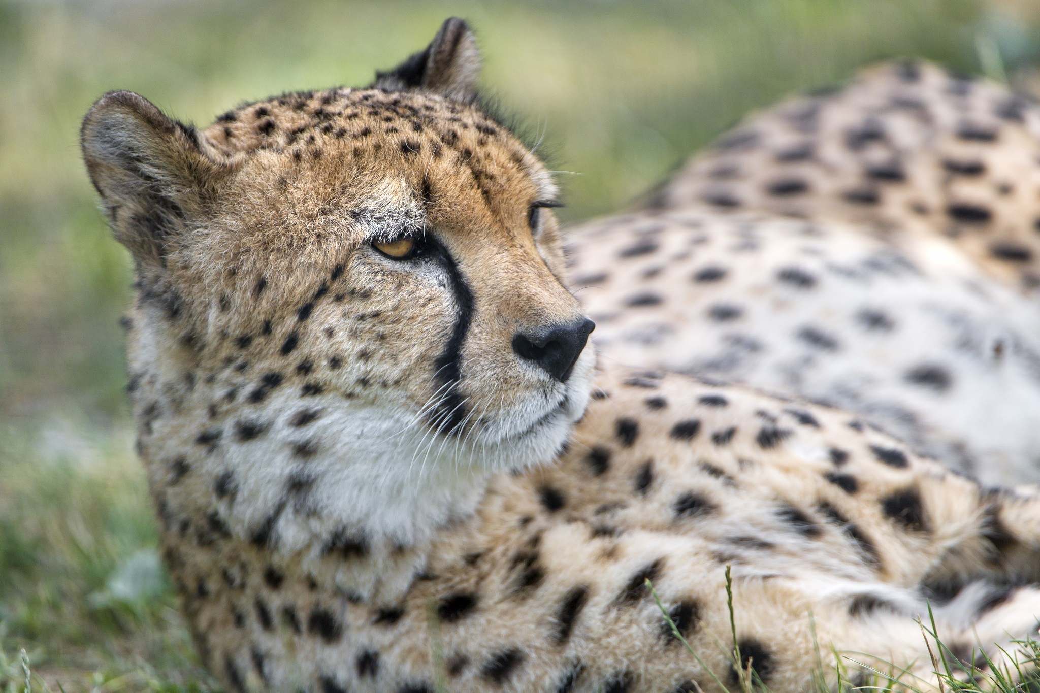 Download mobile wallpaper Cats, Cheetah, Animal for free.