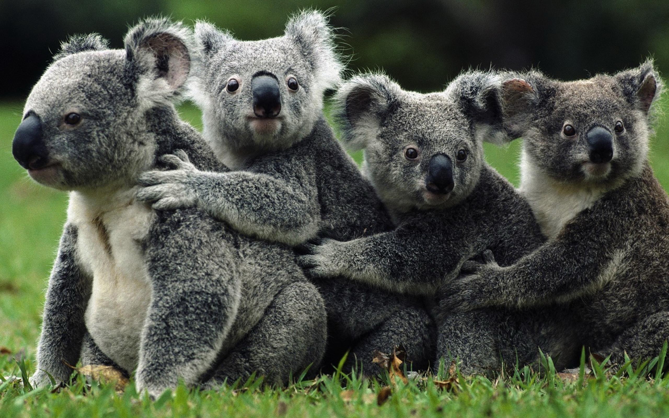 647843 завантажити шпалери тварина, коала - заставки і картинки безкоштовно