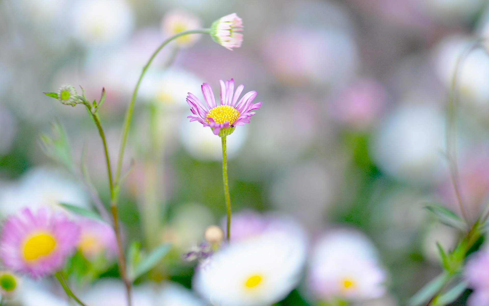 Laden Sie das Natur, Blumen, Blume, Makro, Nahansicht, Erde/natur-Bild kostenlos auf Ihren PC-Desktop herunter