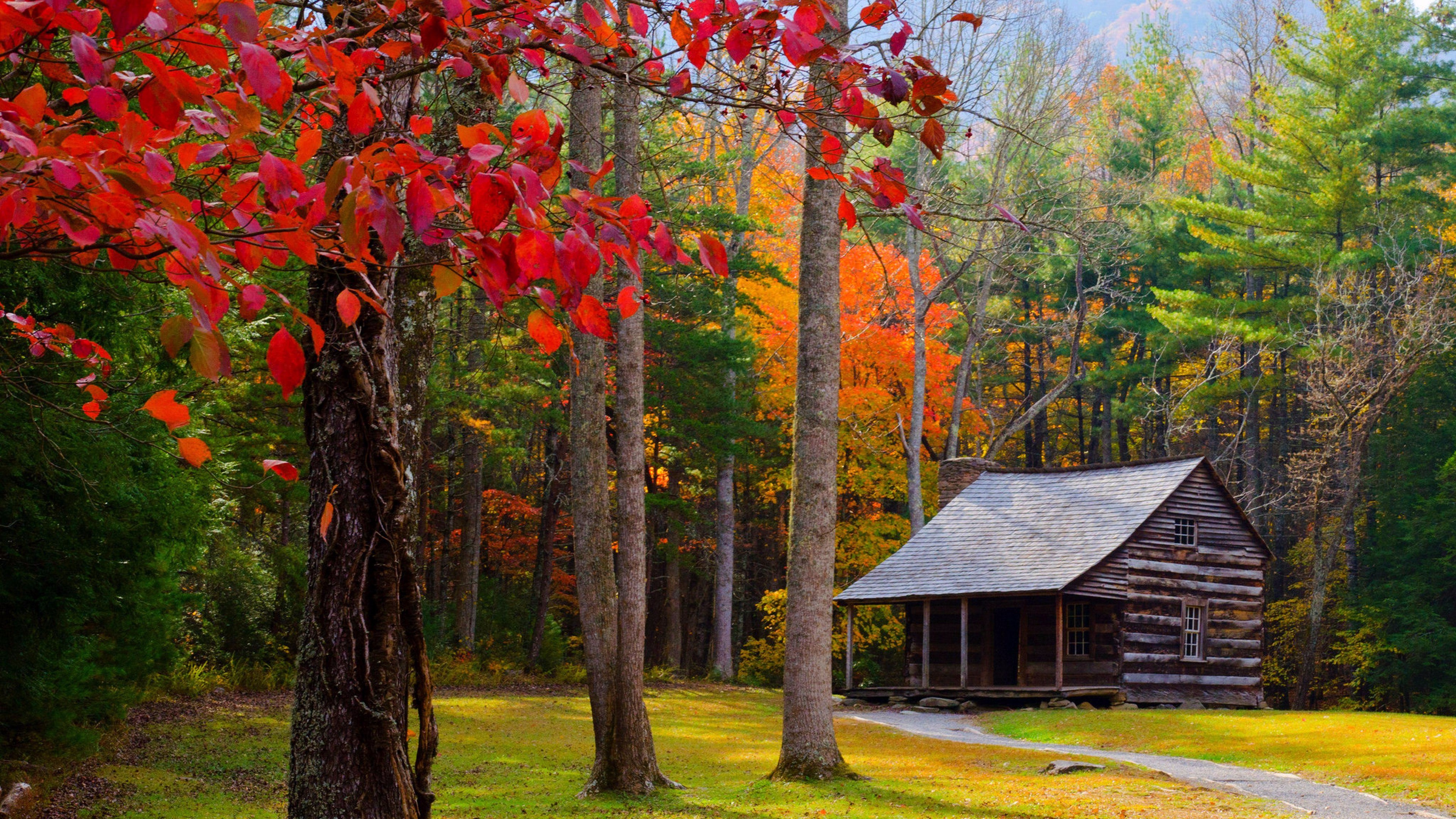 Free download wallpaper Forest, Tree, Fall, Path, Cabin, Man Made on your PC desktop