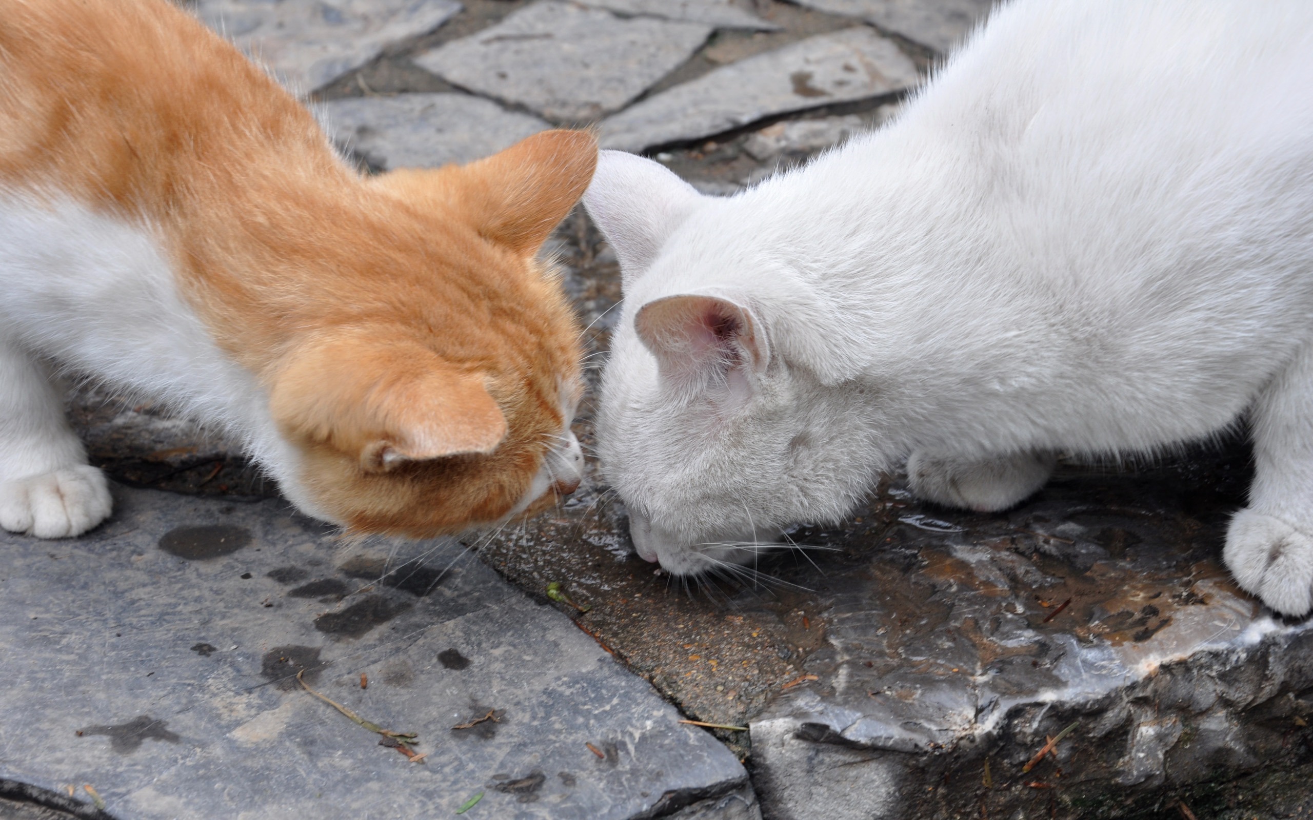 Descarga gratuita de fondo de pantalla para móvil de Animales, Gatos, Gato.