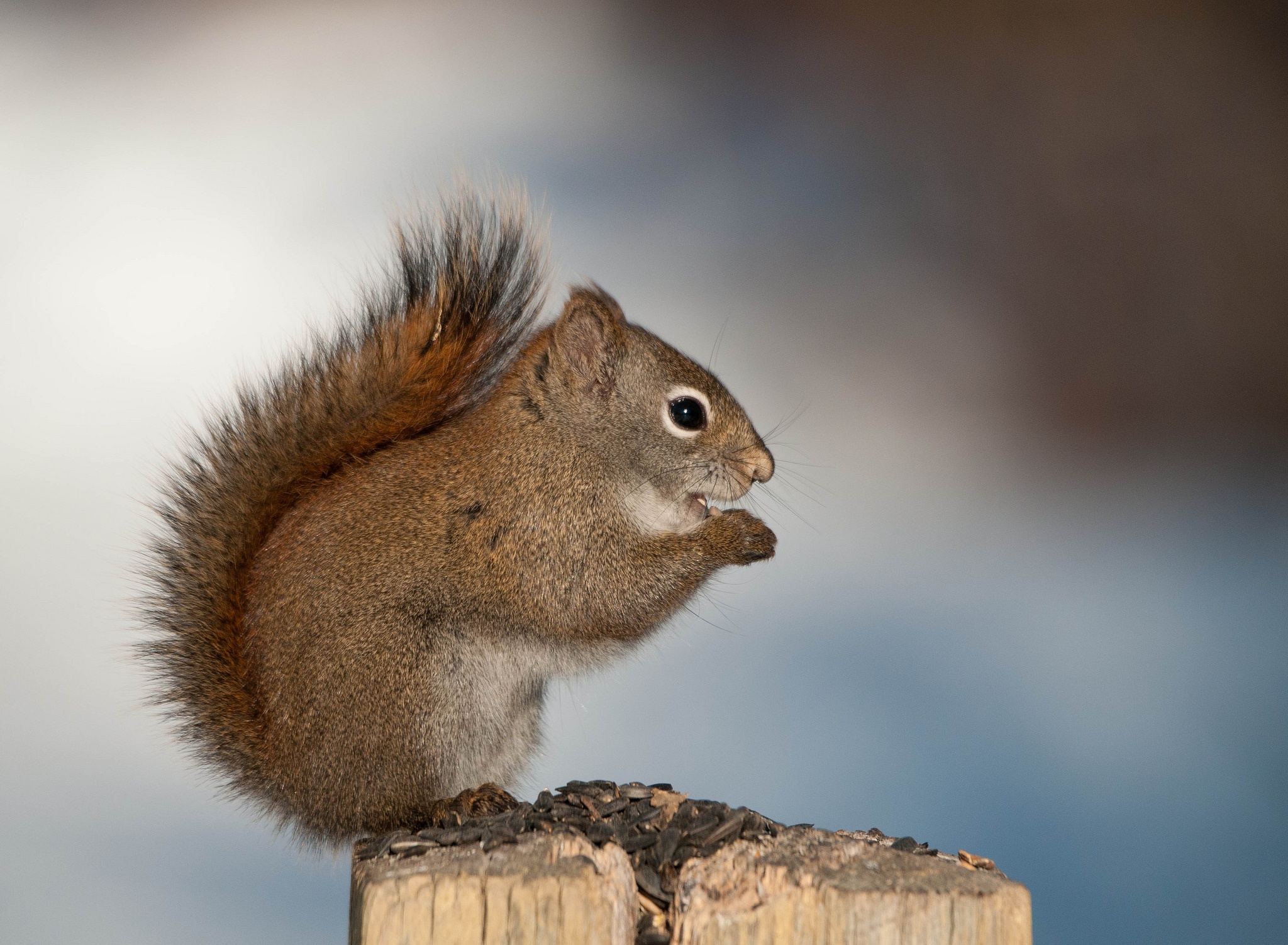 Free download wallpaper Squirrel, Animal, Rodent on your PC desktop