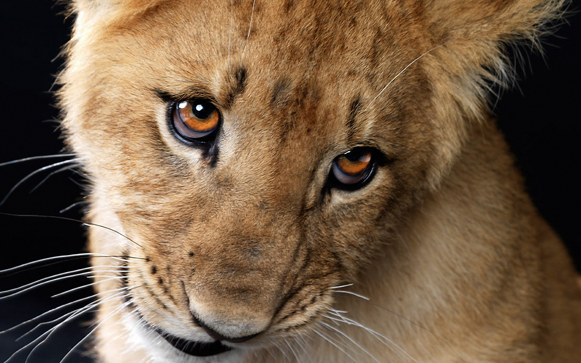 PCデスクトップにライオン, 猫, 動物画像を無料でダウンロード