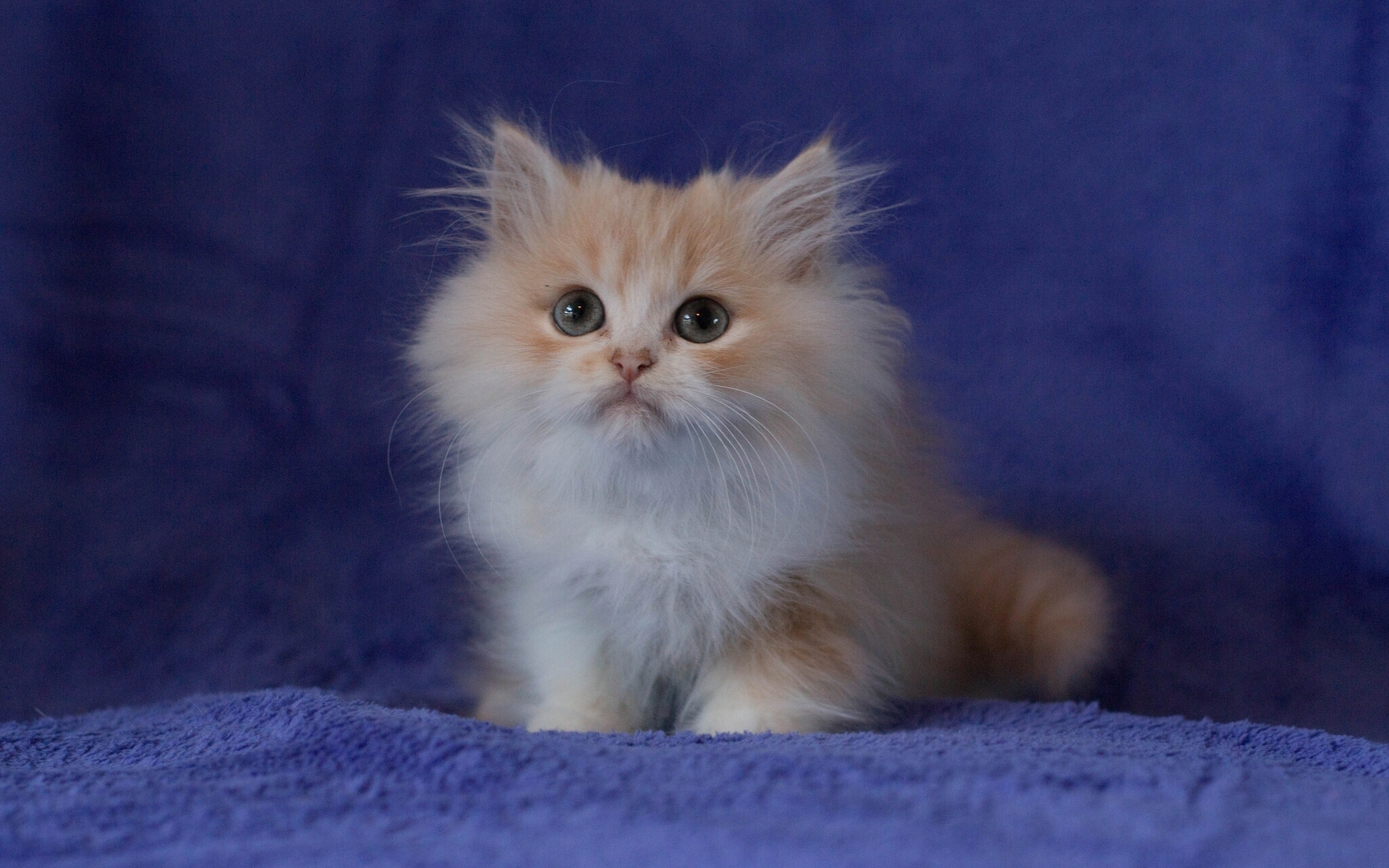 Free download wallpaper Cats, Cat, Fluffy, Kitten, Animal, Persian Cat on your PC desktop