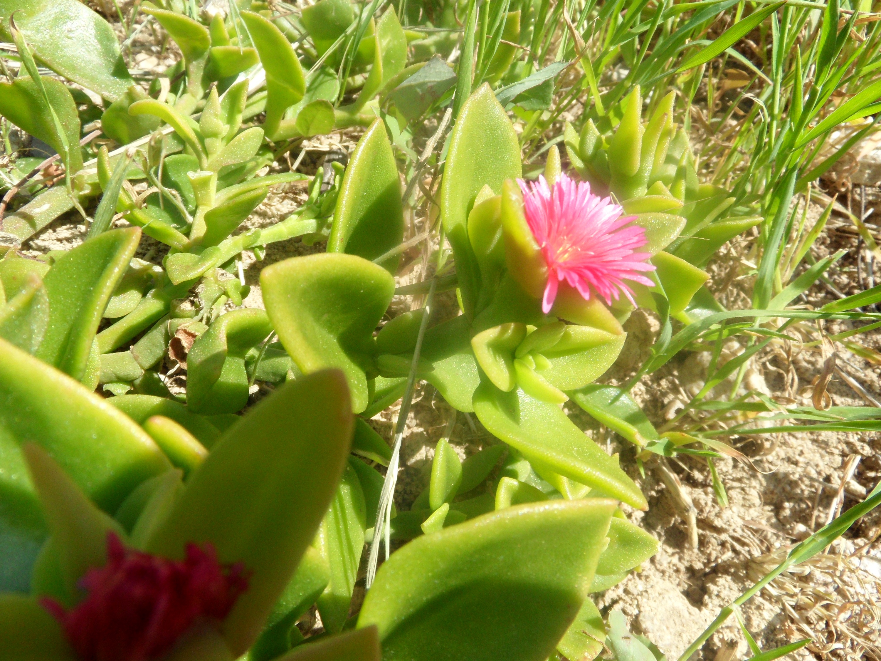 Téléchargez gratuitement l'image Fleurs, Fleur, Plante, Terre/nature sur le bureau de votre PC