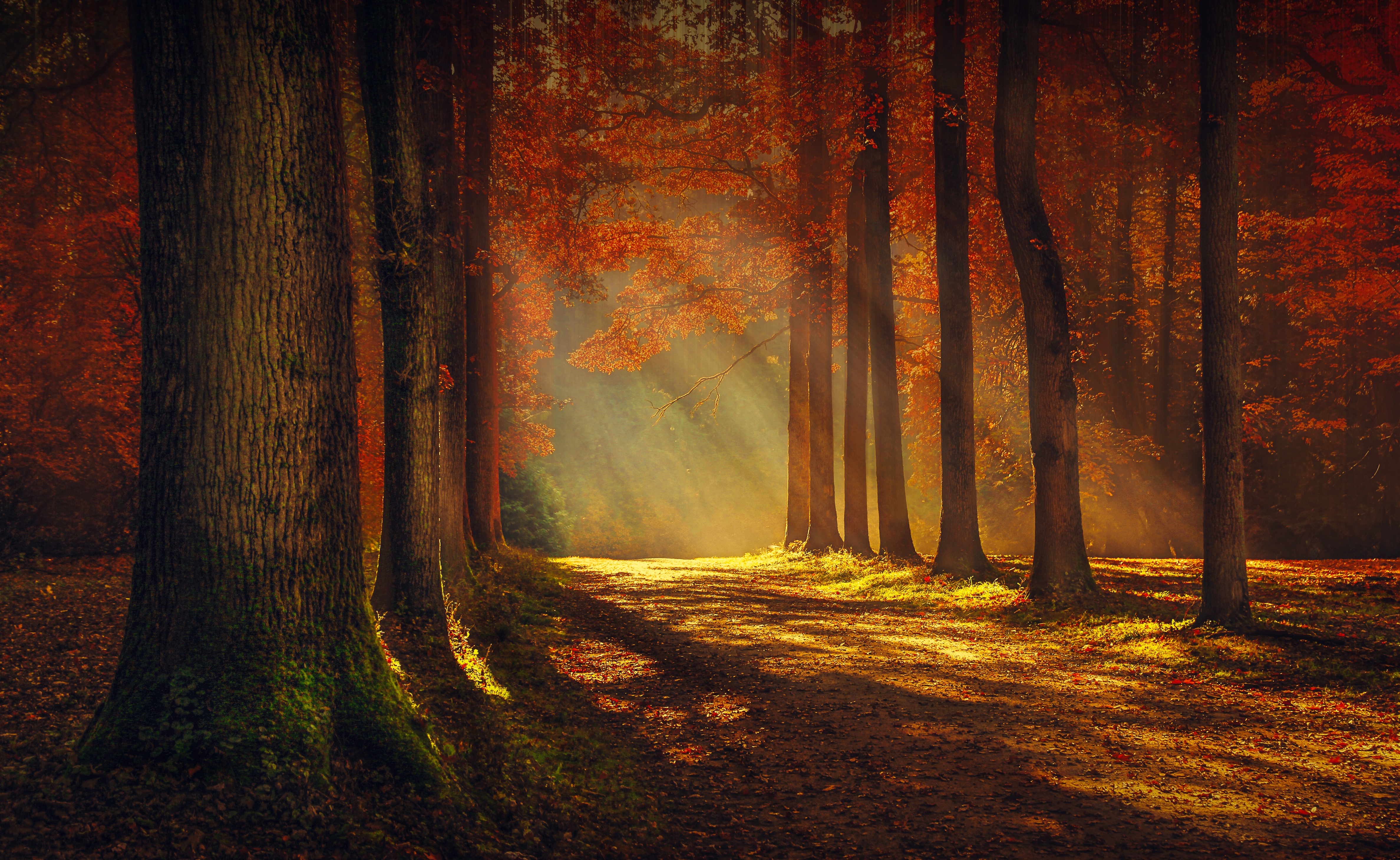 Download mobile wallpaper Nature, Tree, Fall, Earth, Sunbeam for free.