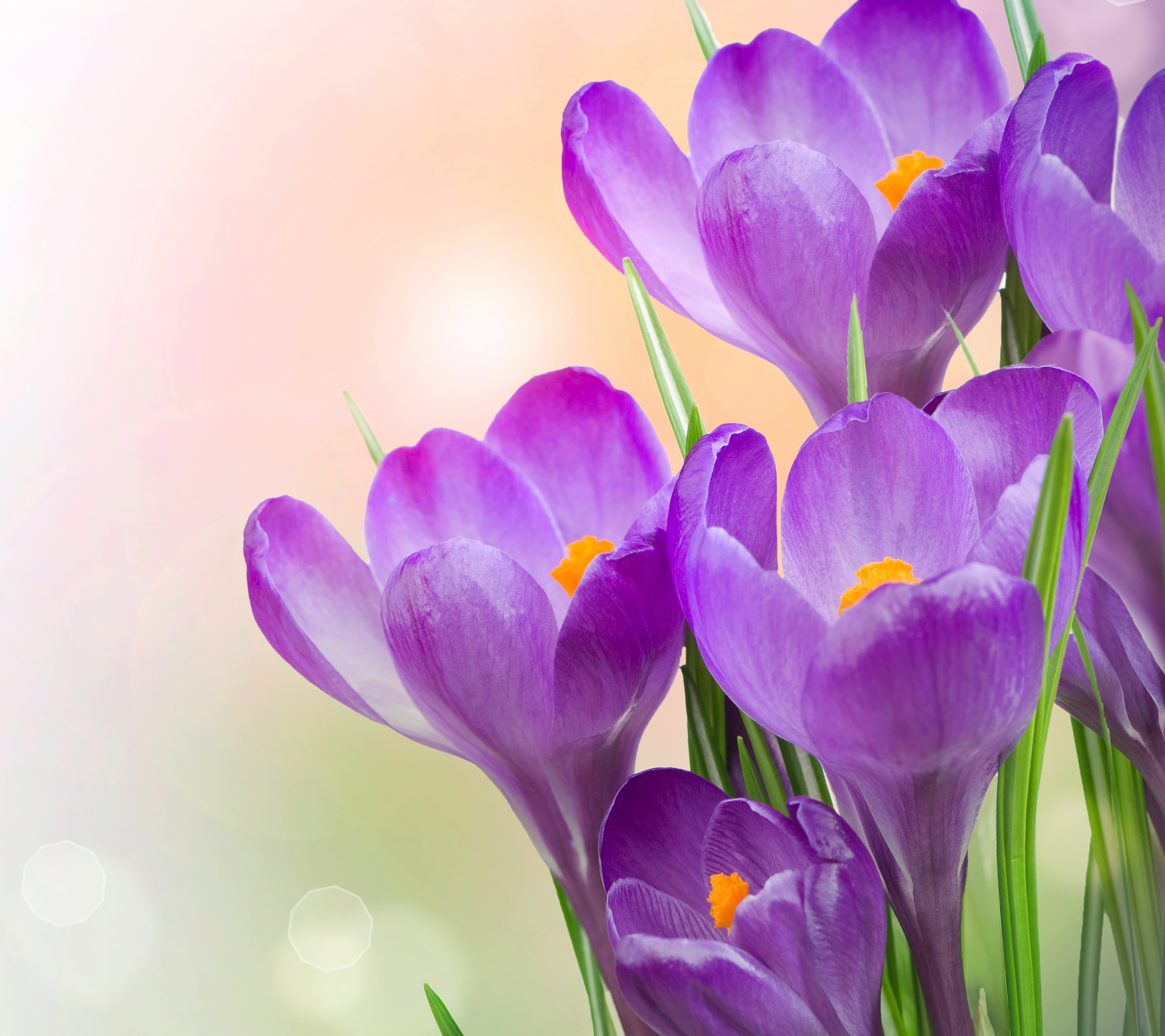 Free download wallpaper Flowers, Flower, Earth, Spring, Crocus, Purple Flower on your PC desktop