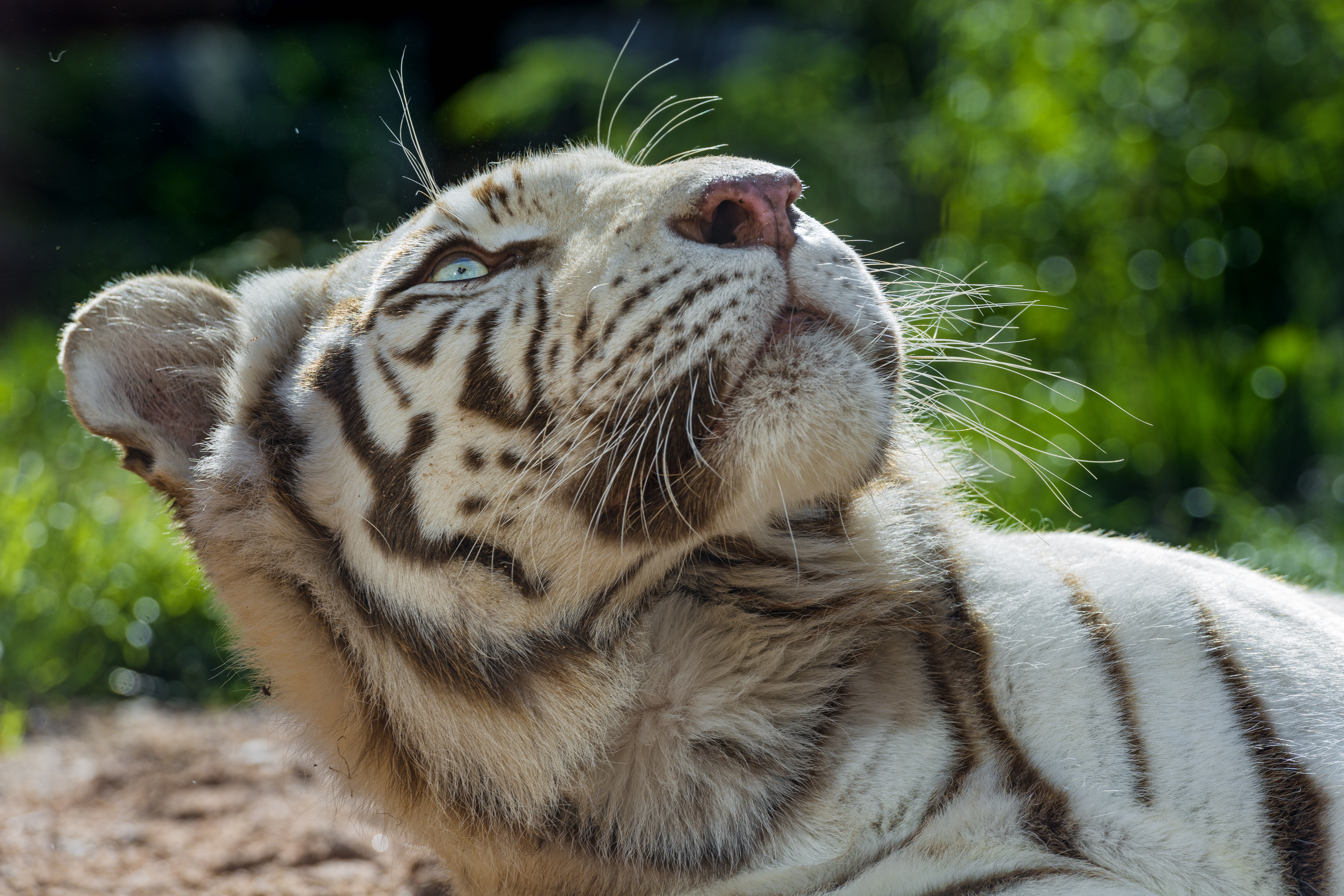 Download mobile wallpaper Cats, Muzzle, Tiger, Animal, Bokeh, White Tiger for free.