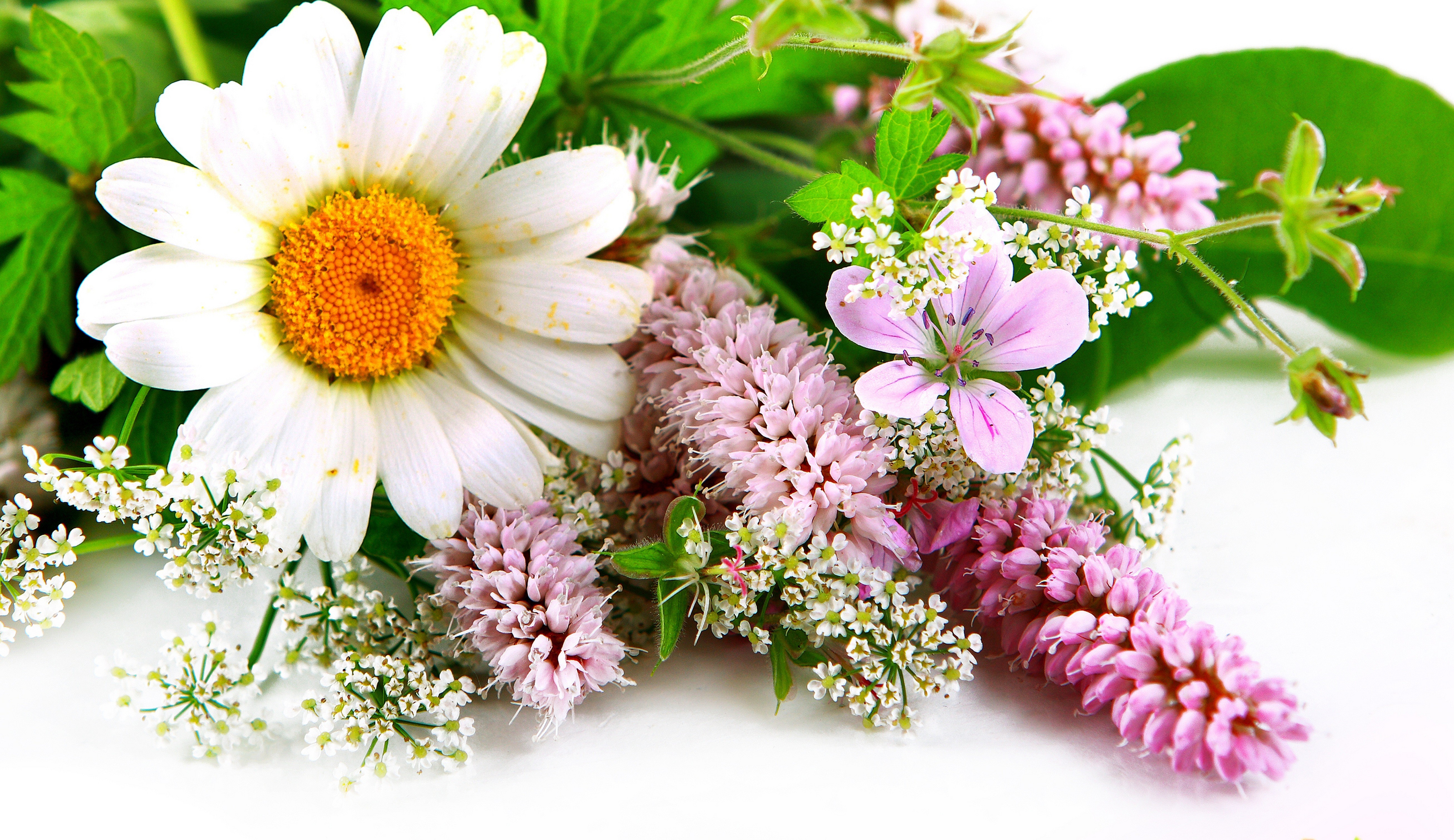 379426壁紙のダウンロード白い花, 地球, 花, 閉じる, ガーベラ, ピンクの花, 春, フラワーズ-スクリーンセーバーと写真を無料で