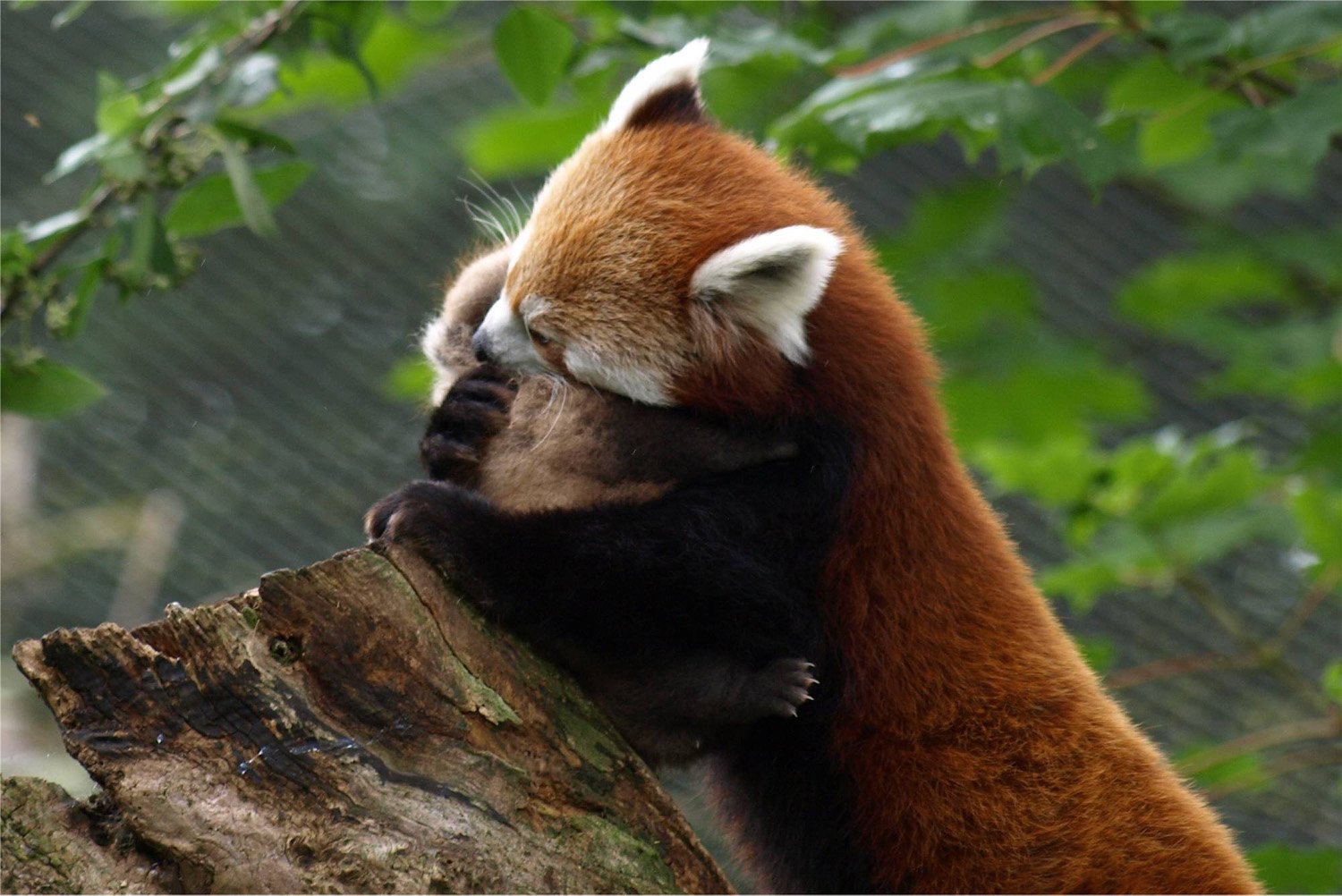738741 descargar imagen animales, panda rojo, panda menor: fondos de pantalla y protectores de pantalla gratis