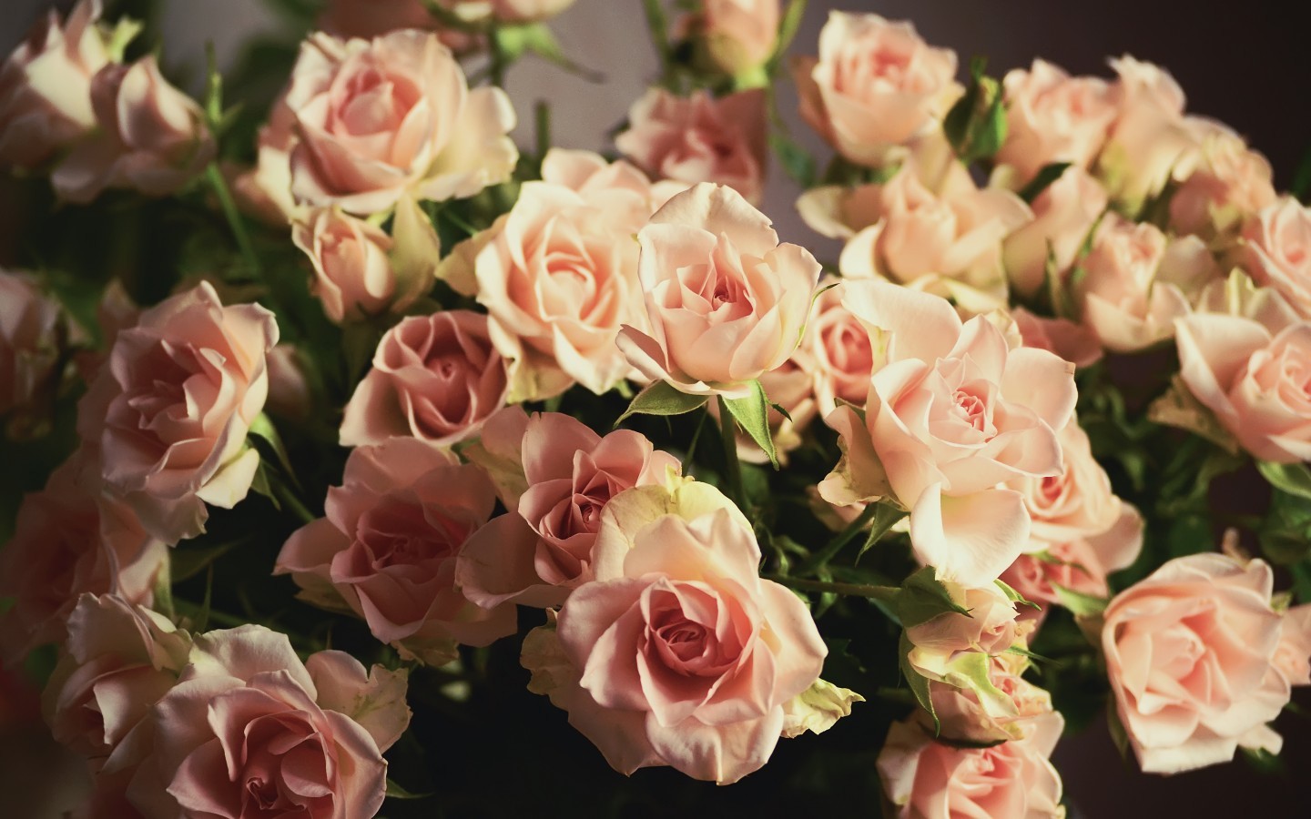 Baixe gratuitamente a imagem Flores, Rosas, Bouquets, Plantas na área de trabalho do seu PC