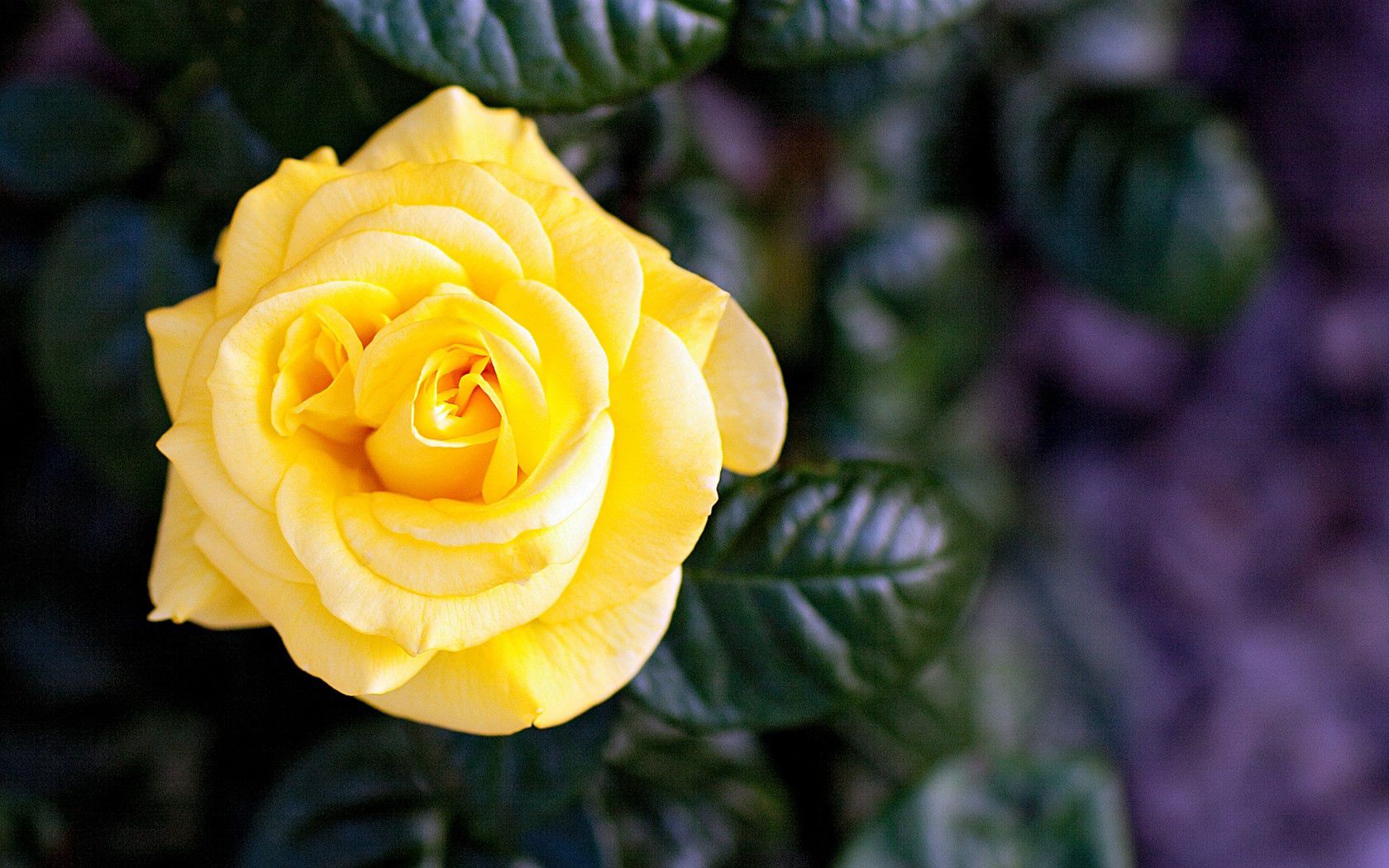 Laden Sie das Rose, Knospe, Bud, Blume, Blütenblätter, Blumen-Bild kostenlos auf Ihren PC-Desktop herunter
