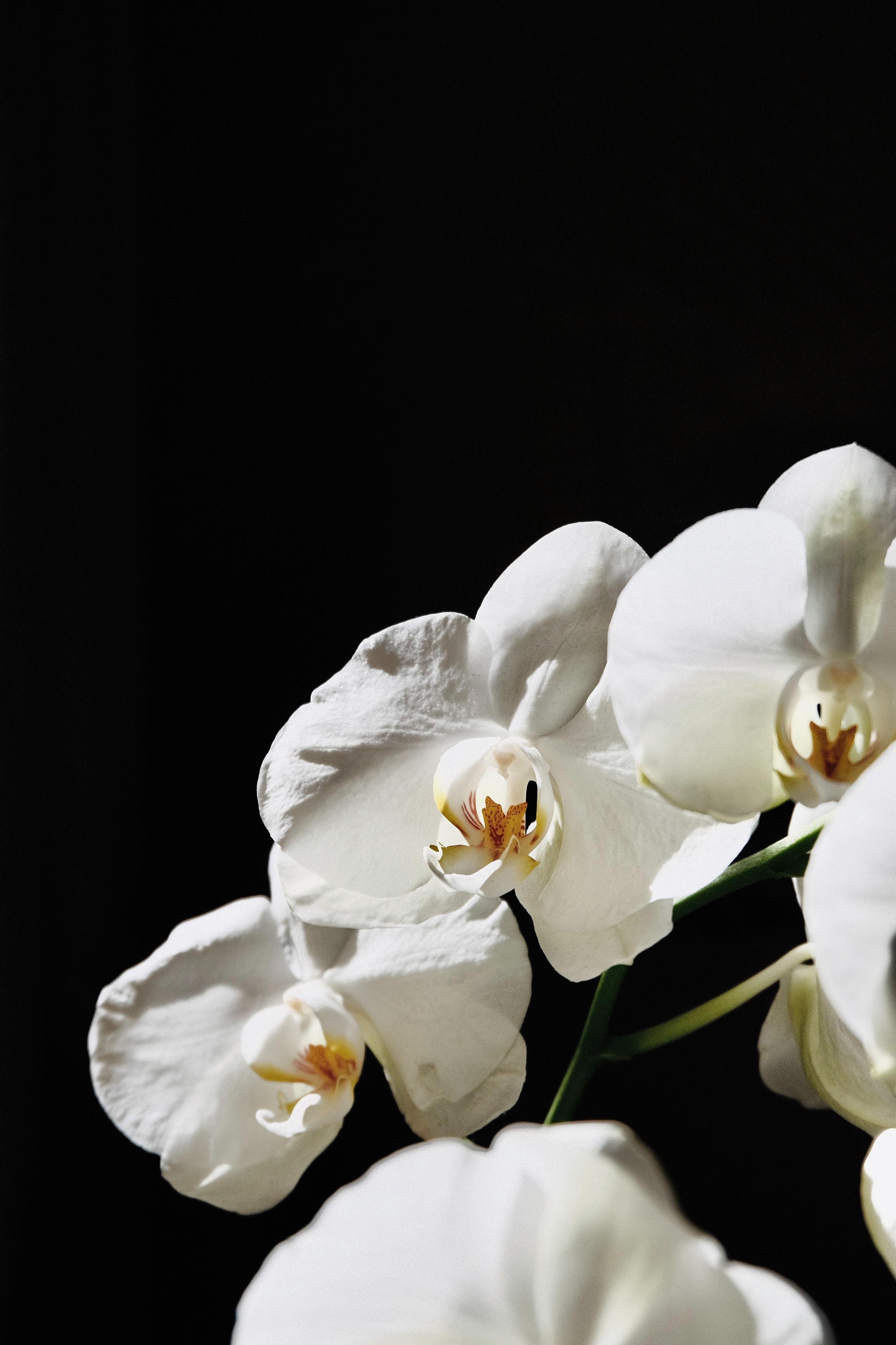 Téléchargez des papiers peints mobile Planter, Plante, Macro, Orchidée, Fleur, Fleurs gratuitement.