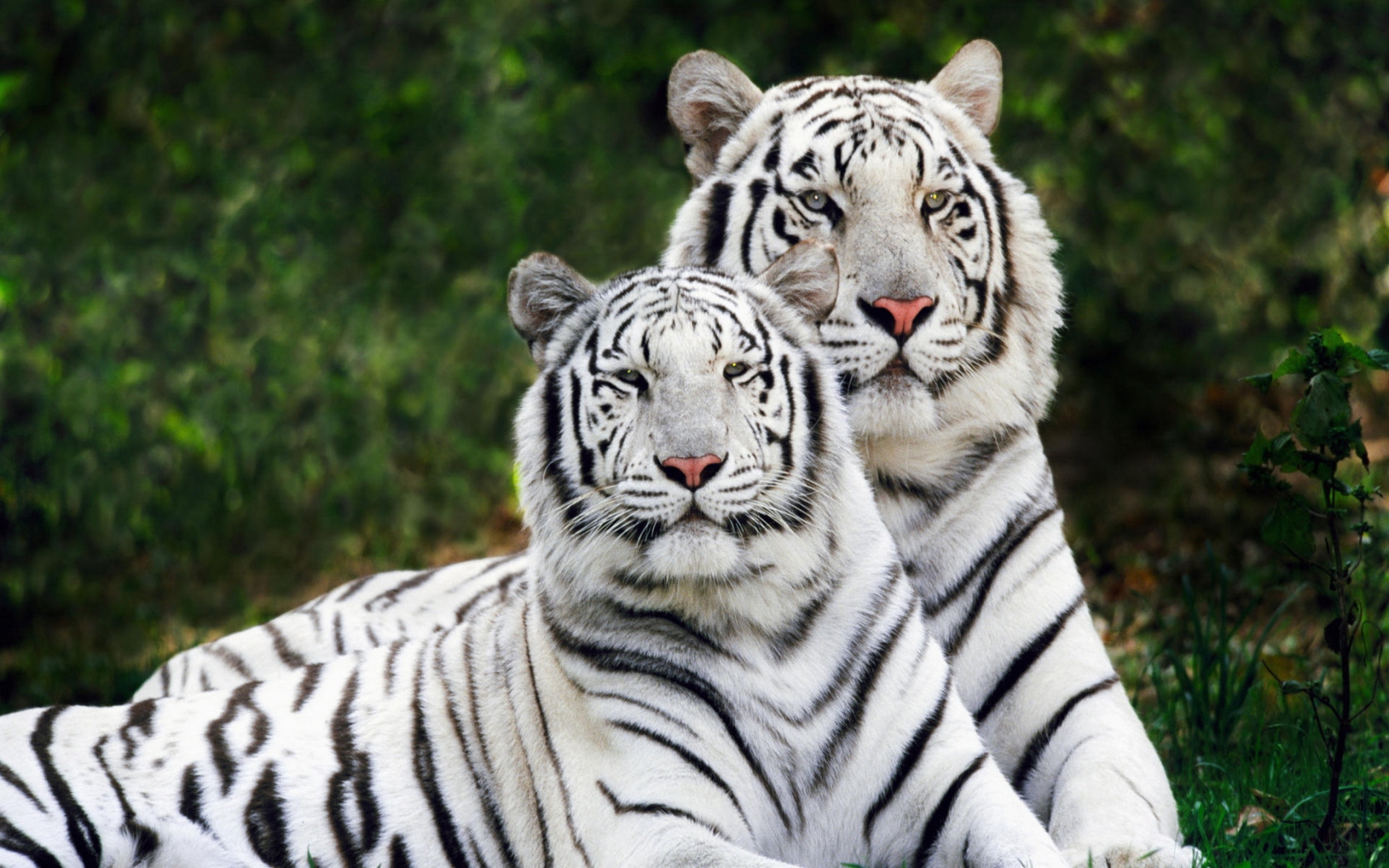 Скачати мобільні шпалери Тварина, Білий Тигр безкоштовно.