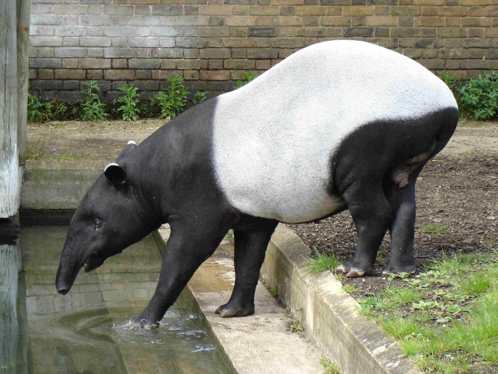 601561 Hintergrundbild herunterladen tiere, tapir - Bildschirmschoner und Bilder kostenlos