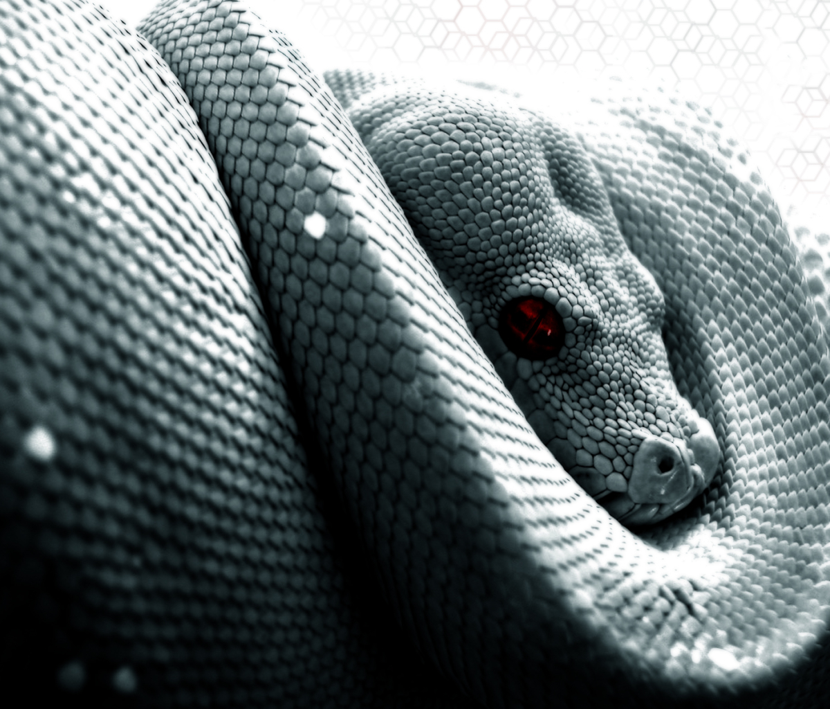 Скачати мобільні шпалери Тварина, Рептилія, Змія, Рептилії, Python безкоштовно.