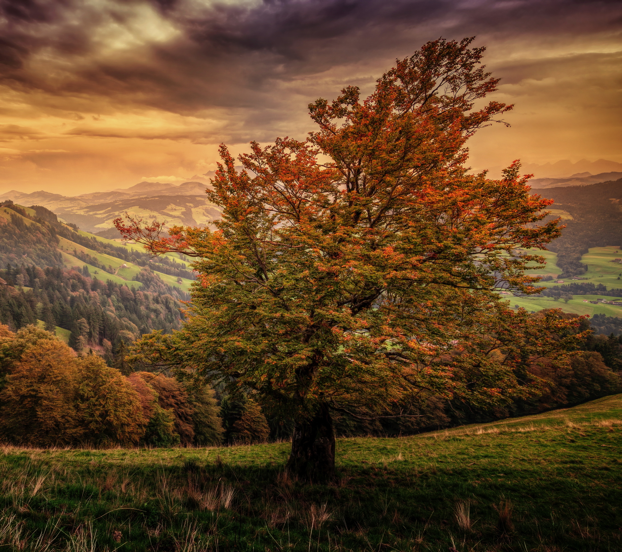 Free download wallpaper Landscape, Grass, Tree, Earth, Hill, Valley, Cloud on your PC desktop