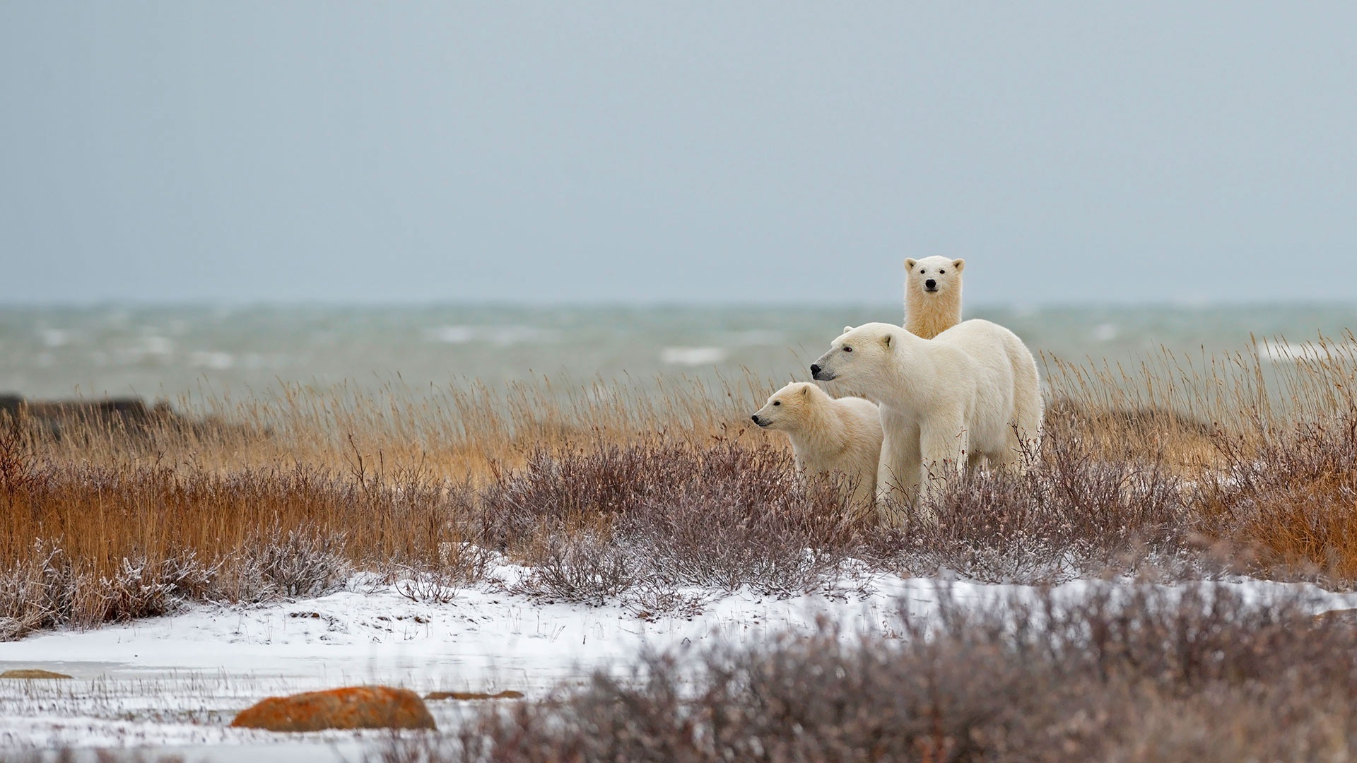 Laden Sie das Tiere, Bären, Kanada, Eisbär, Tierbaby, Jungtier-Bild kostenlos auf Ihren PC-Desktop herunter