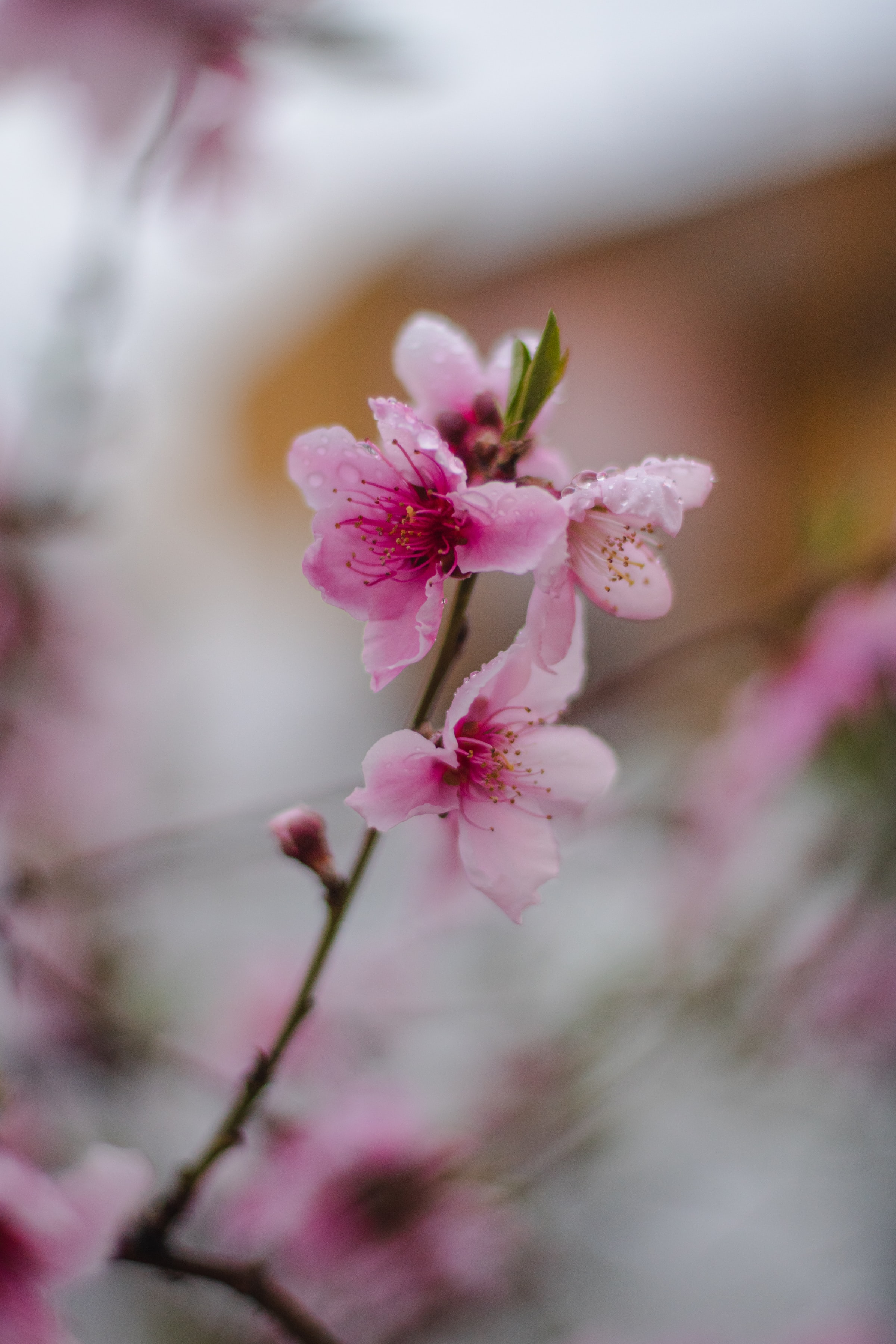 Free download wallpaper Flowers, Branch, Flower, Focus, Bloom, Flowering, Sakura on your PC desktop