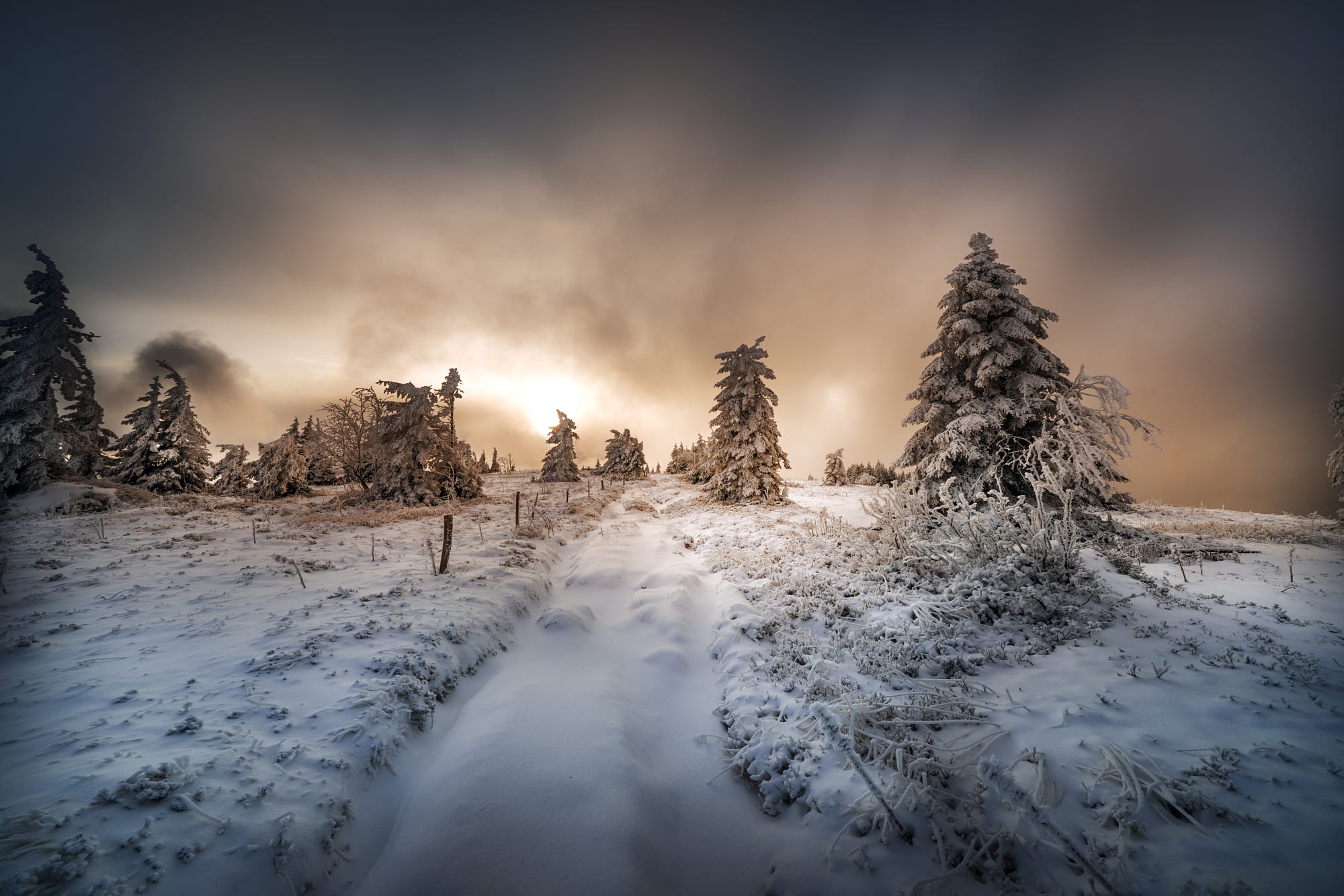 PCデスクトップに冬, 日没, 雪, モミの木, 道, 地球画像を無料でダウンロード