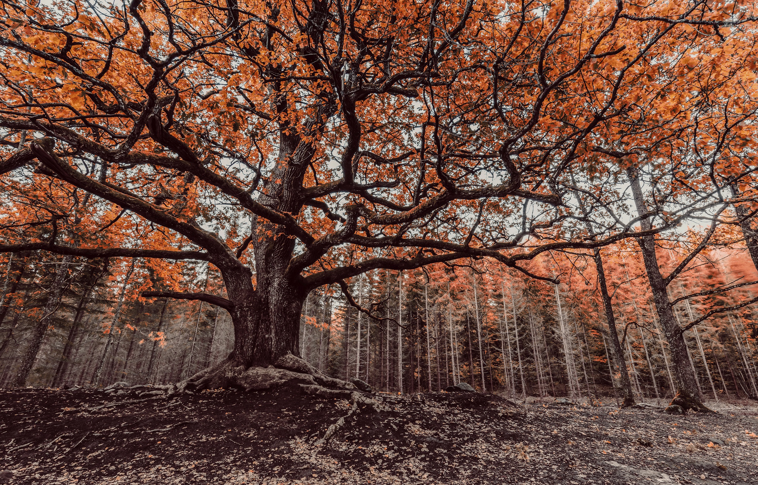 Скачать картинку Природа, Деревья, Осень, Лес, Дерево, Земля/природа в телефон бесплатно.