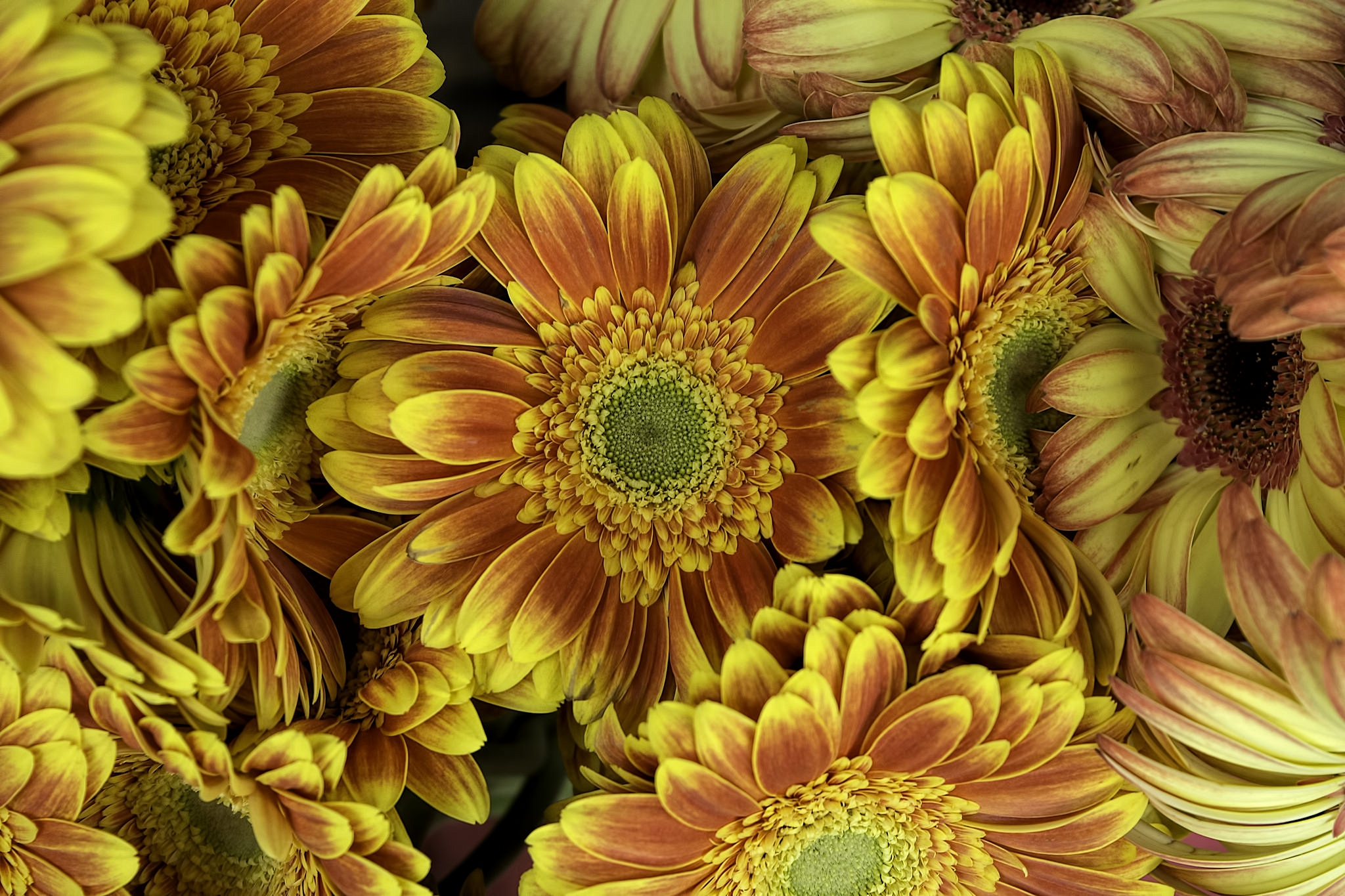 Laden Sie das Blumen, Gerbera, Blume, Gelbe Blume, Erde/natur, Orangene Blume-Bild kostenlos auf Ihren PC-Desktop herunter
