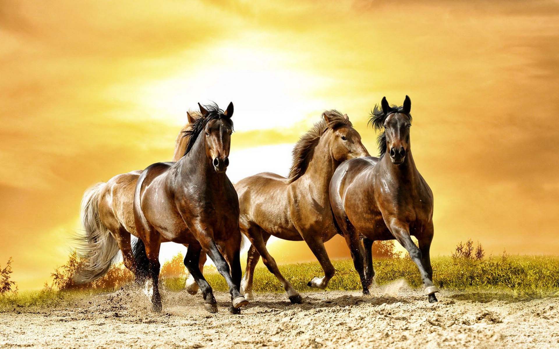 Скачать обои бесплатно Животные, Закат, Коричневый, Лошадь картинка на рабочий стол ПК