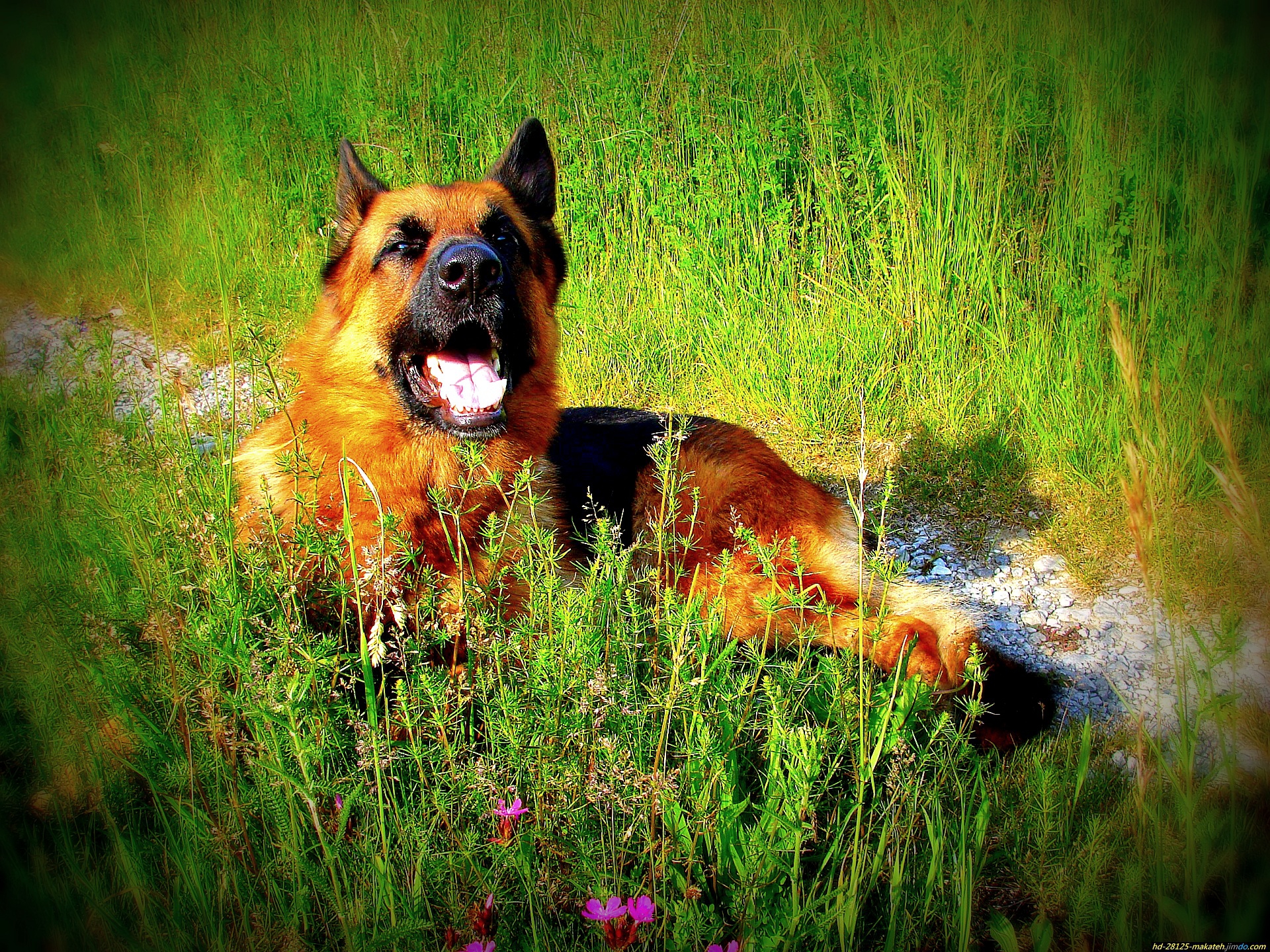 Téléchargez gratuitement l'image Animaux, Chiens, Chien, Berger Allemand sur le bureau de votre PC