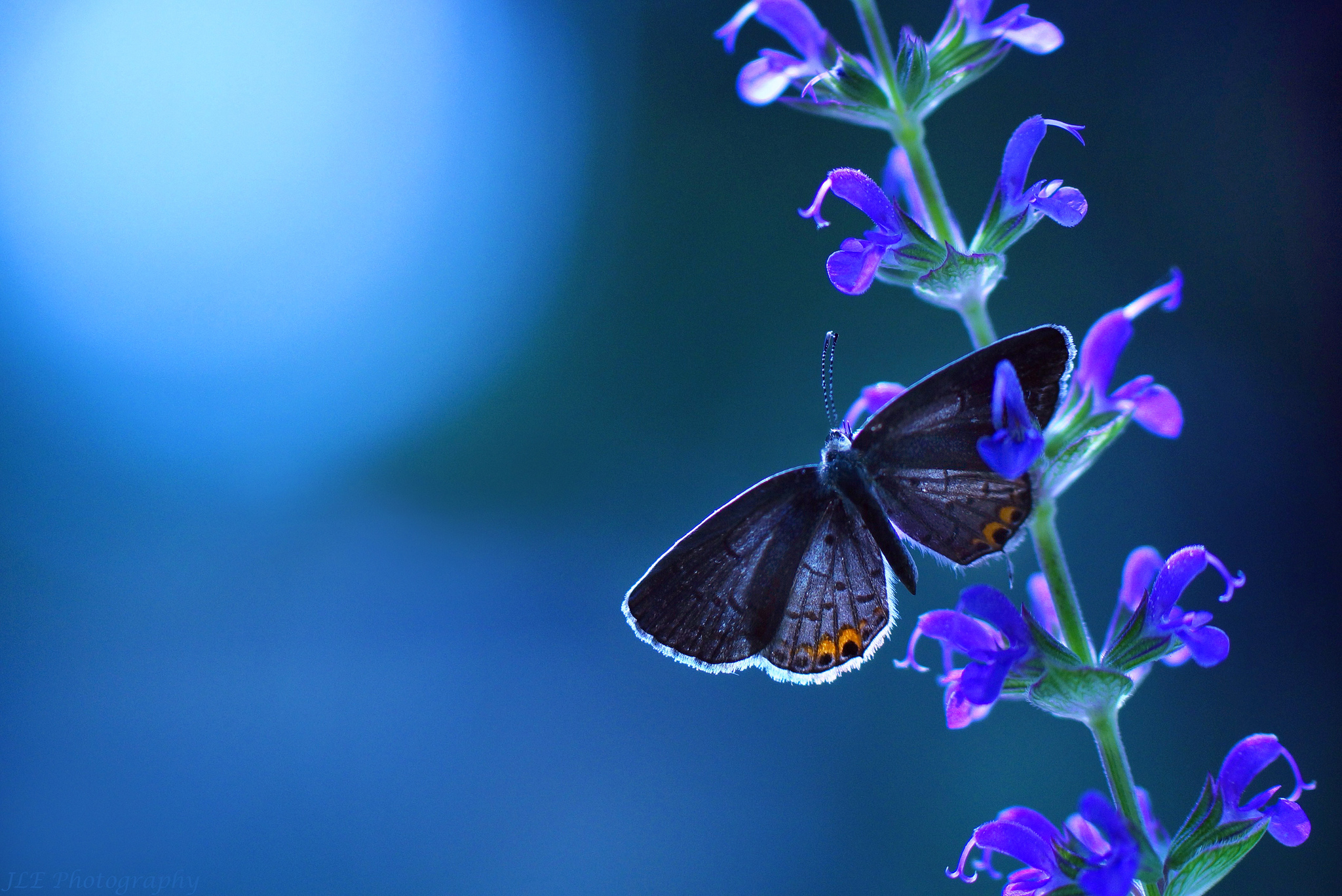 Téléchargez des papiers peints mobile Animaux, Fleur, Insecte, Papillon, Se Brouiller, Fleur Mauve, La Nature gratuitement.