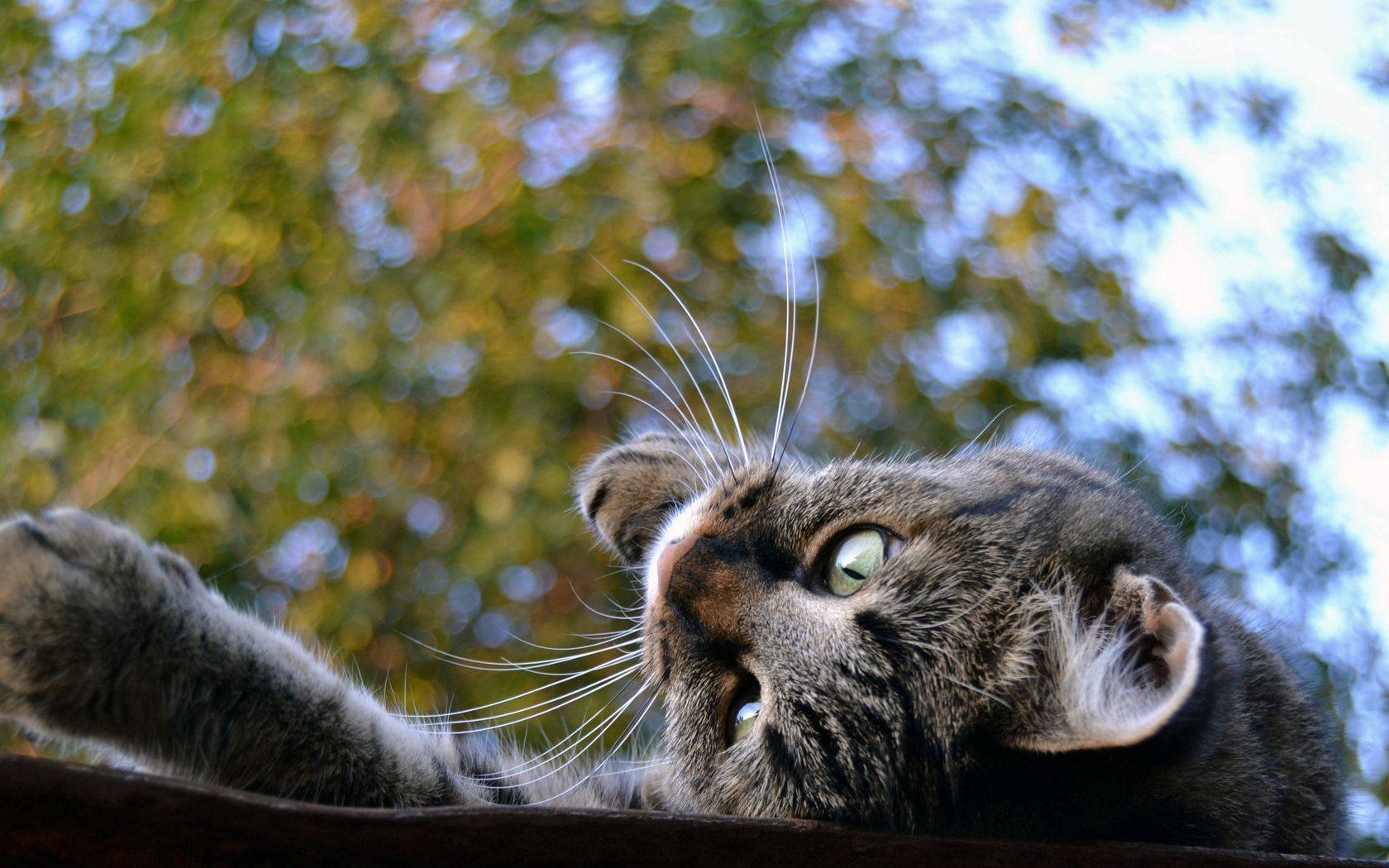 animals, trees, background, cat, to lie down, lie, muzzle, playful, roof UHD