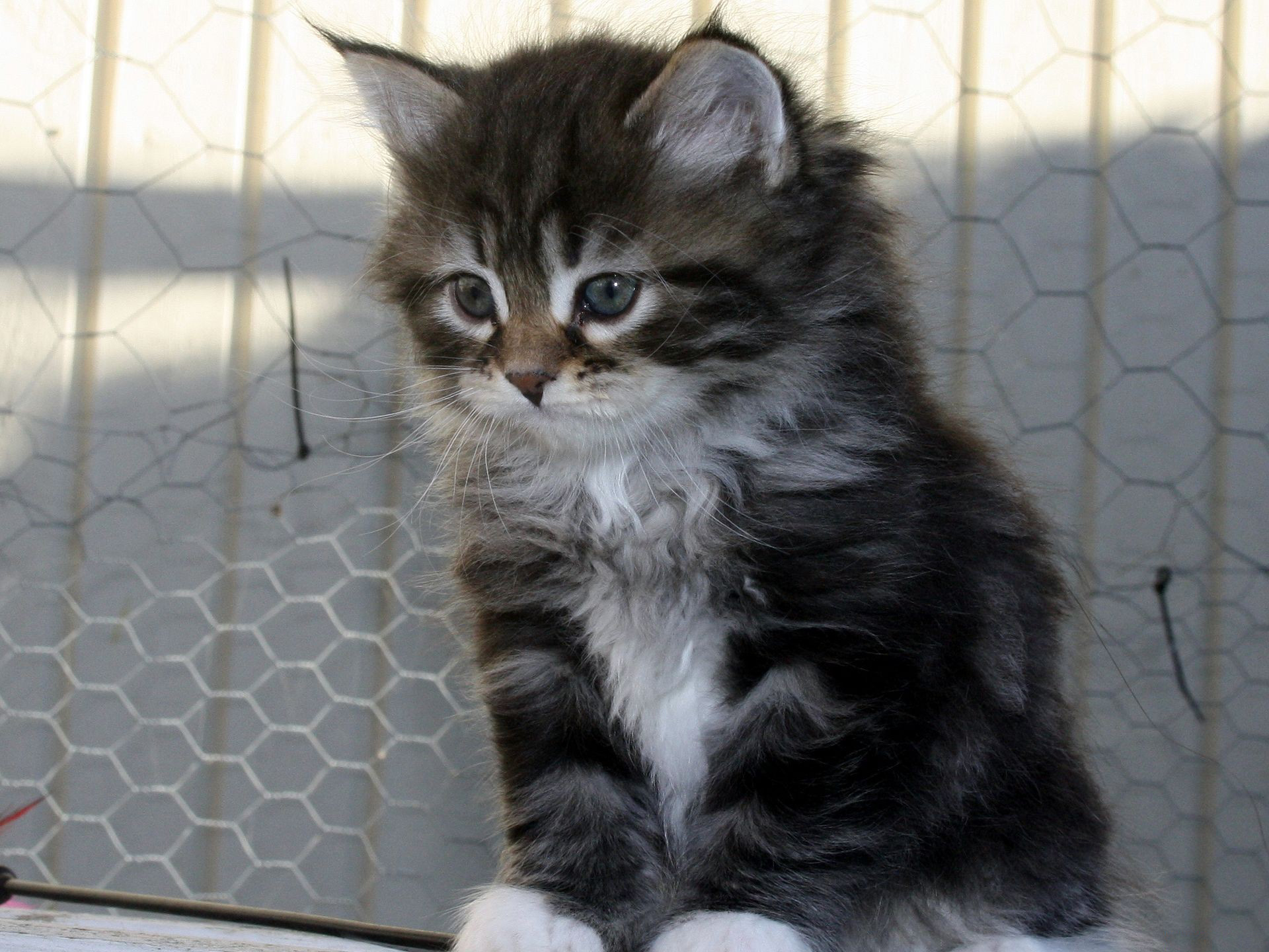 Baixe gratuitamente a imagem Animais, Gatos, Gato na área de trabalho do seu PC